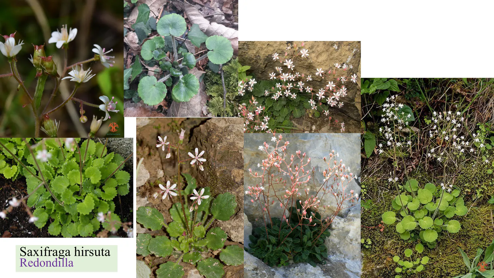 Saxifraga hirsuta