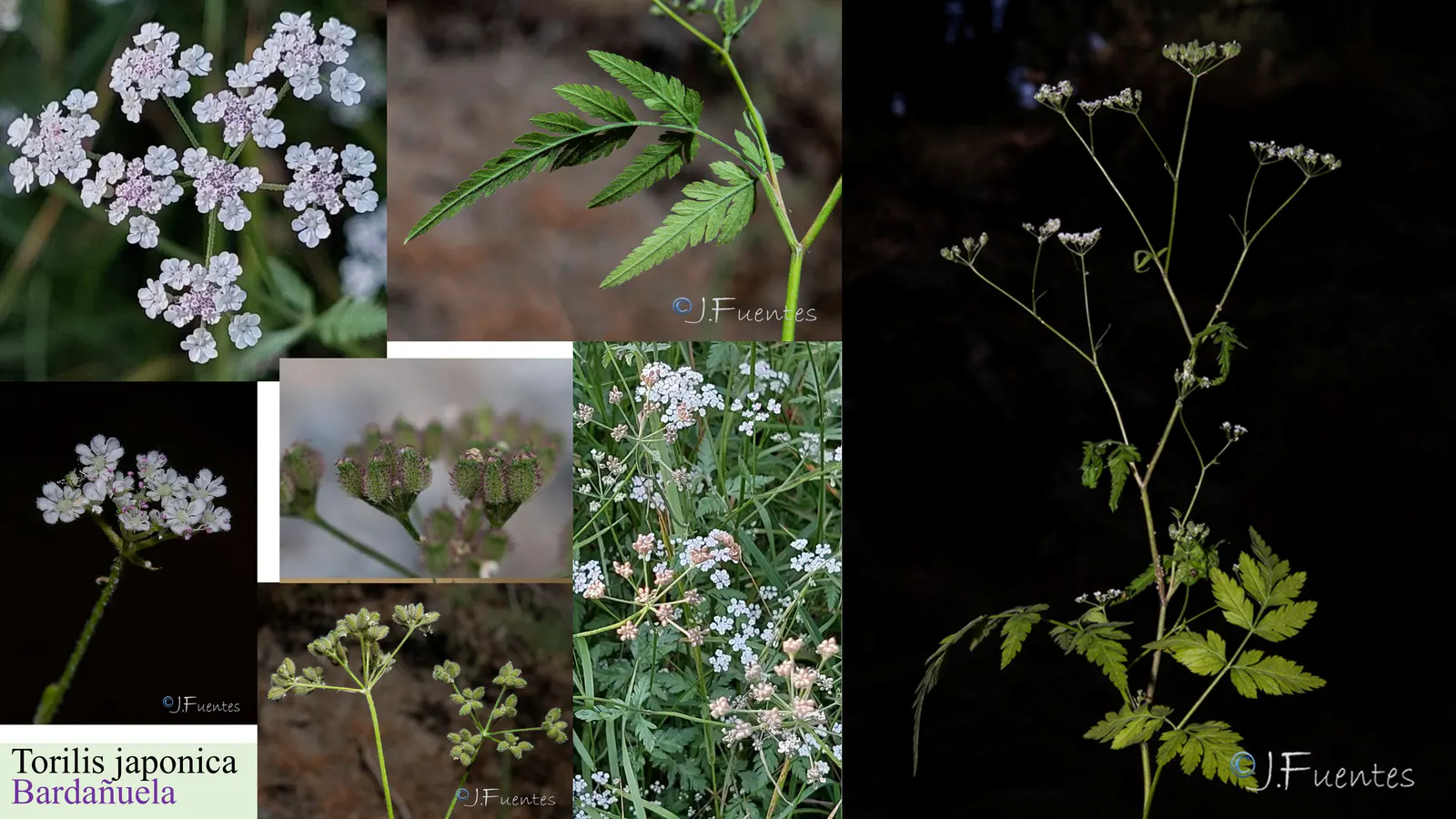 Torilis japonica