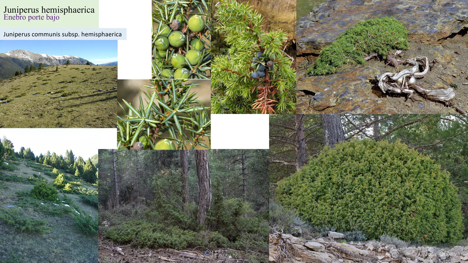 Juniperus hemisphaerica