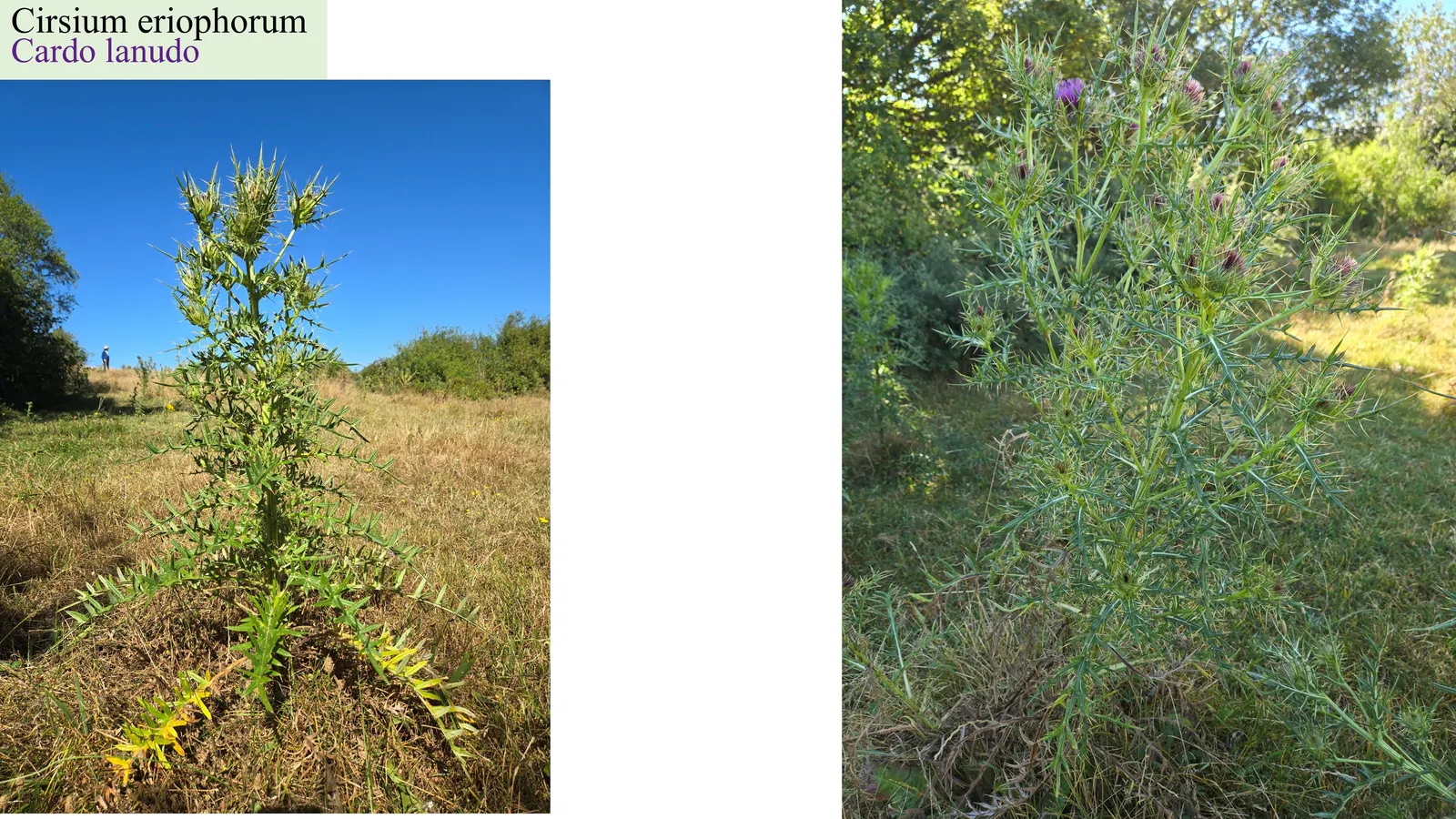 Cirsium eriophorum