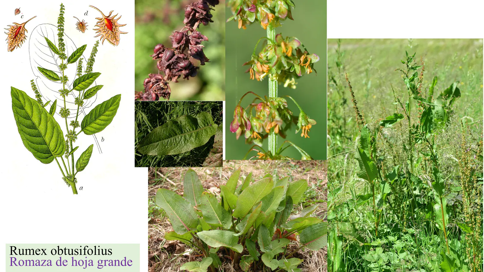 Rumex