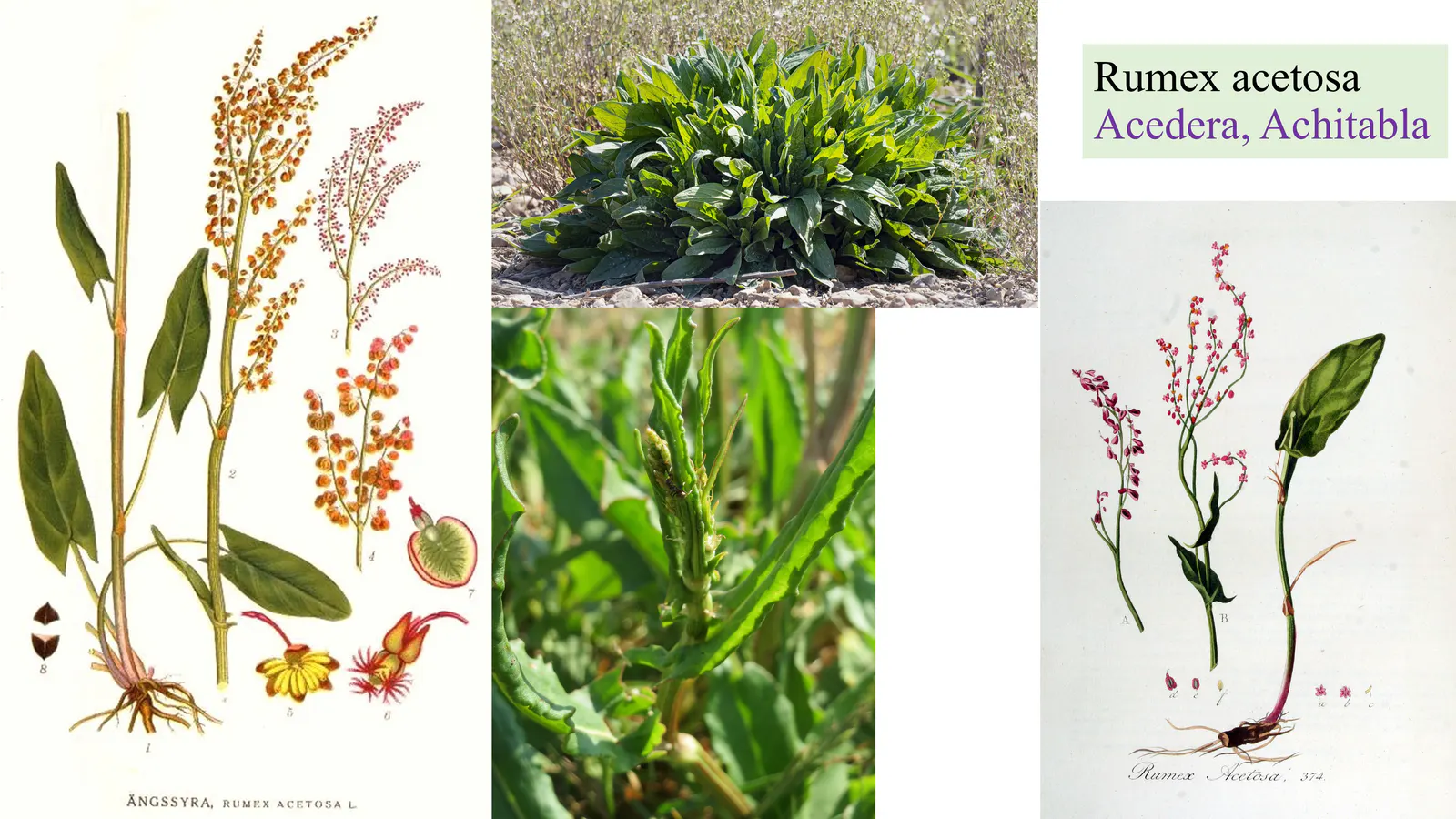 Rumex acetosa