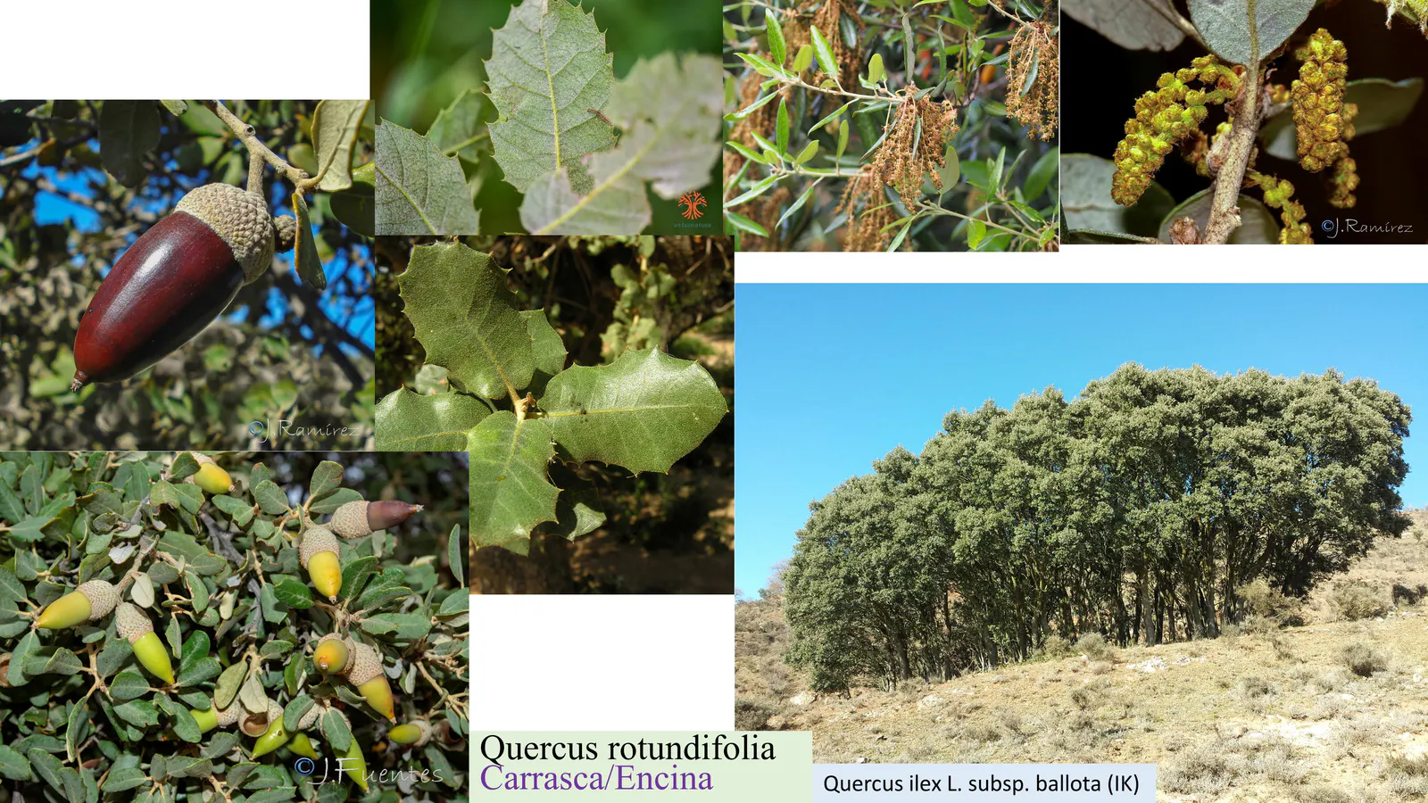 Quercus rotundifolia