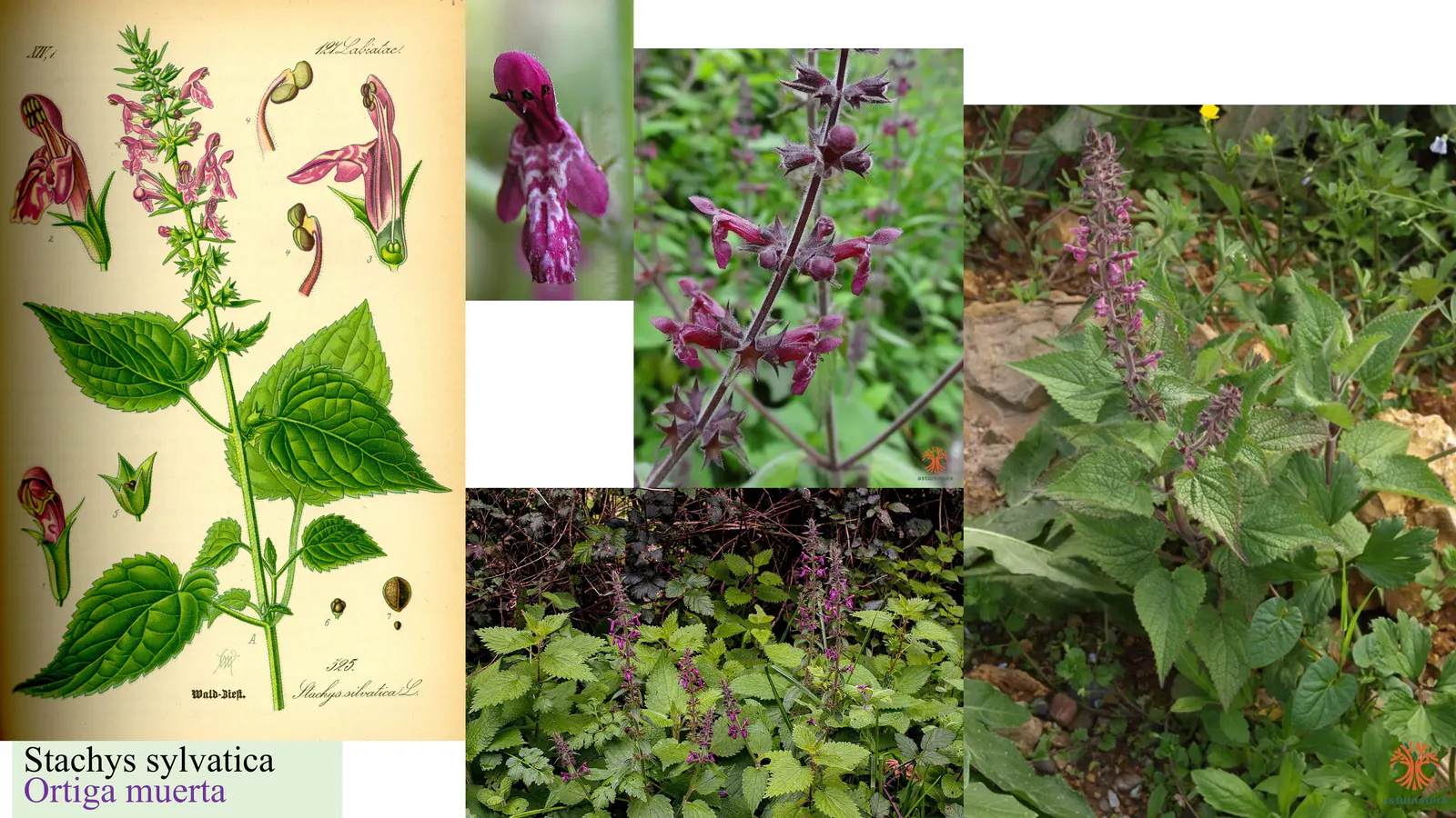 Stachys sylvatica