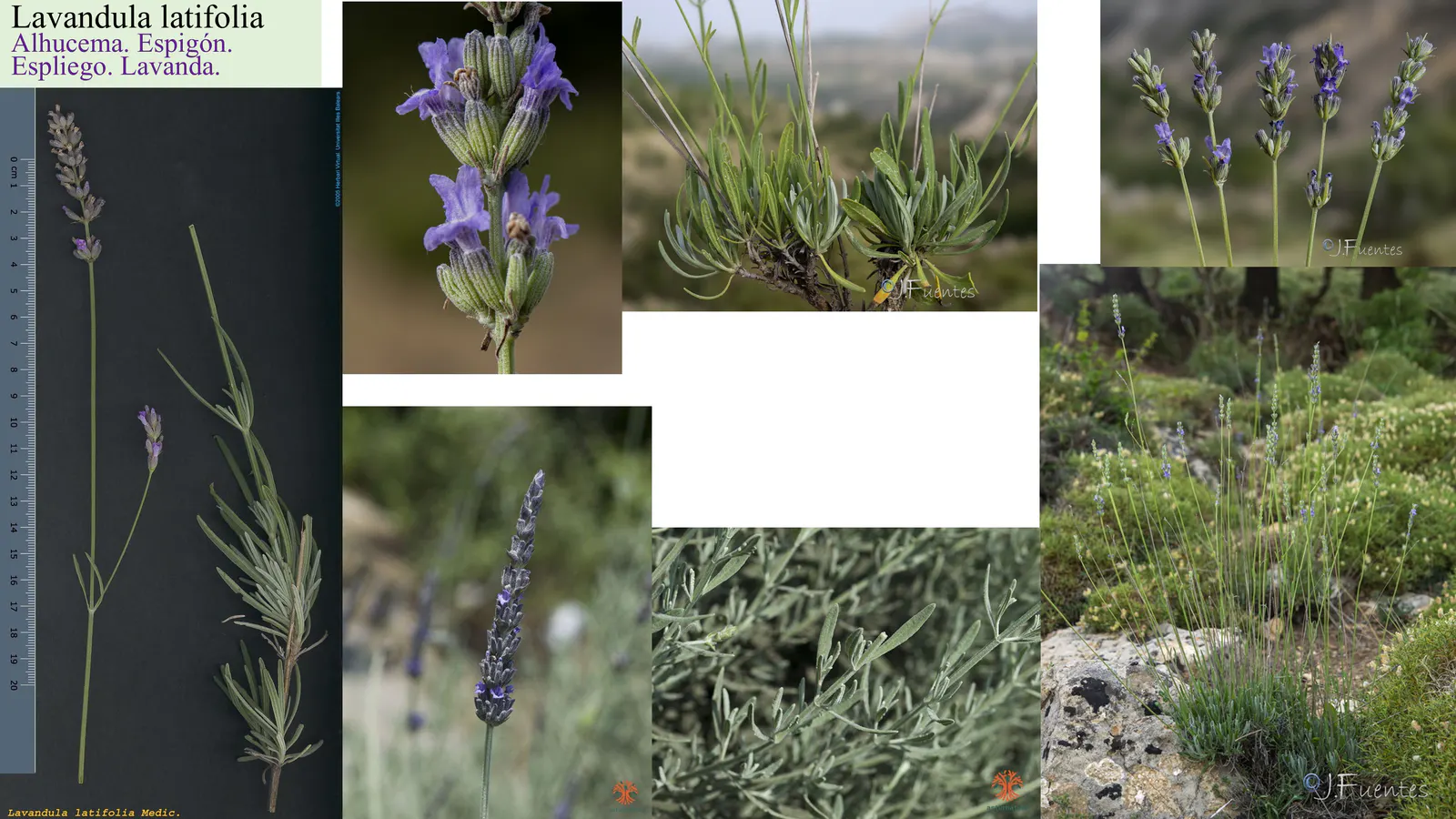Lavandula latifolia