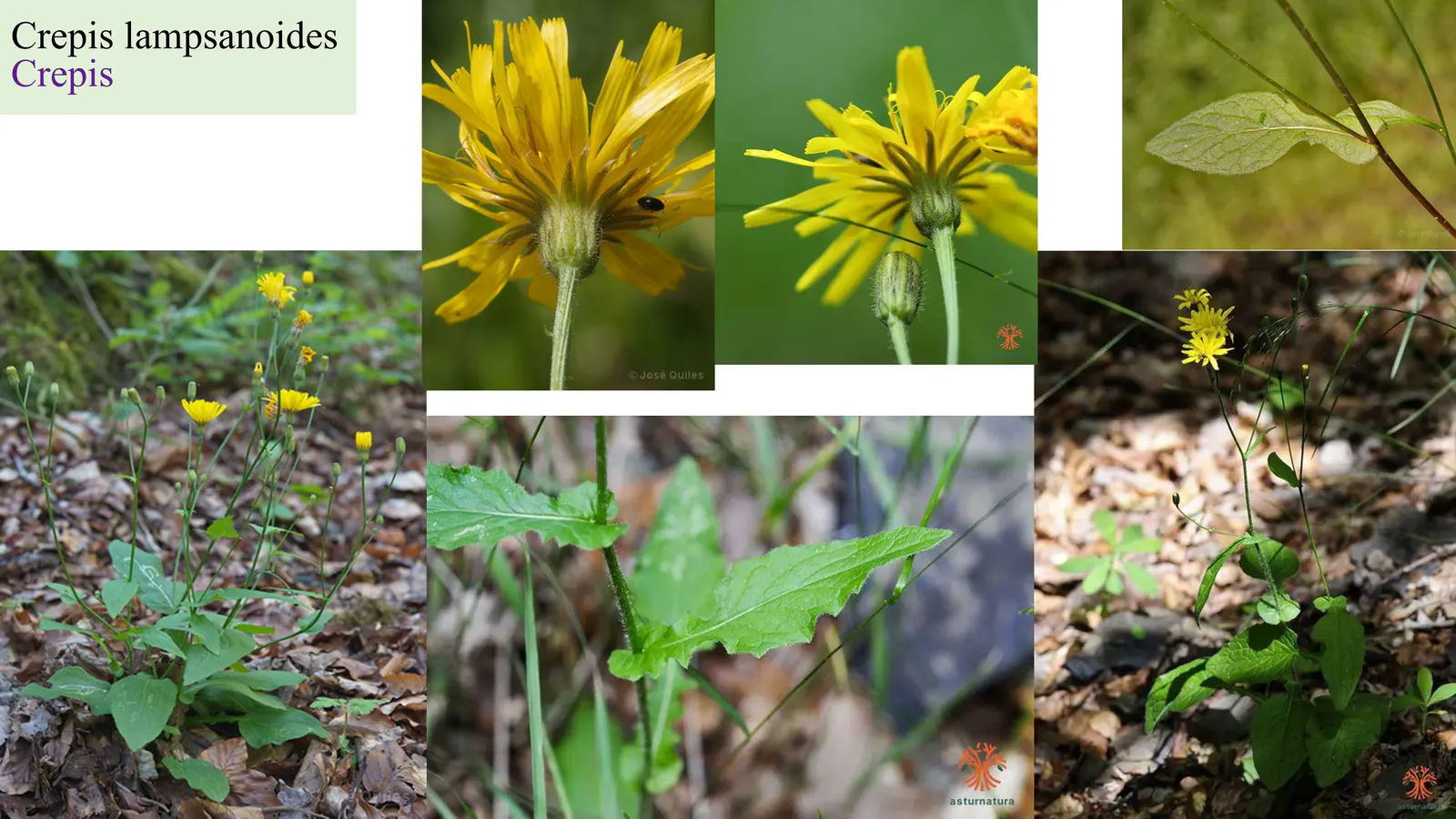 Crepis lampsanoides