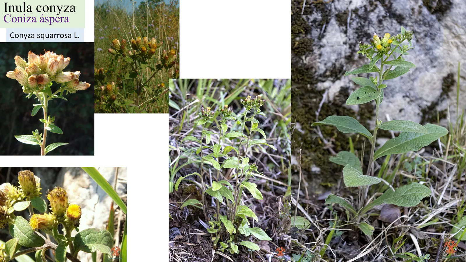 Inula conyza