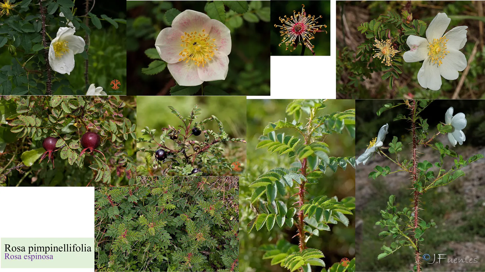 Rosa pimpinellifolia