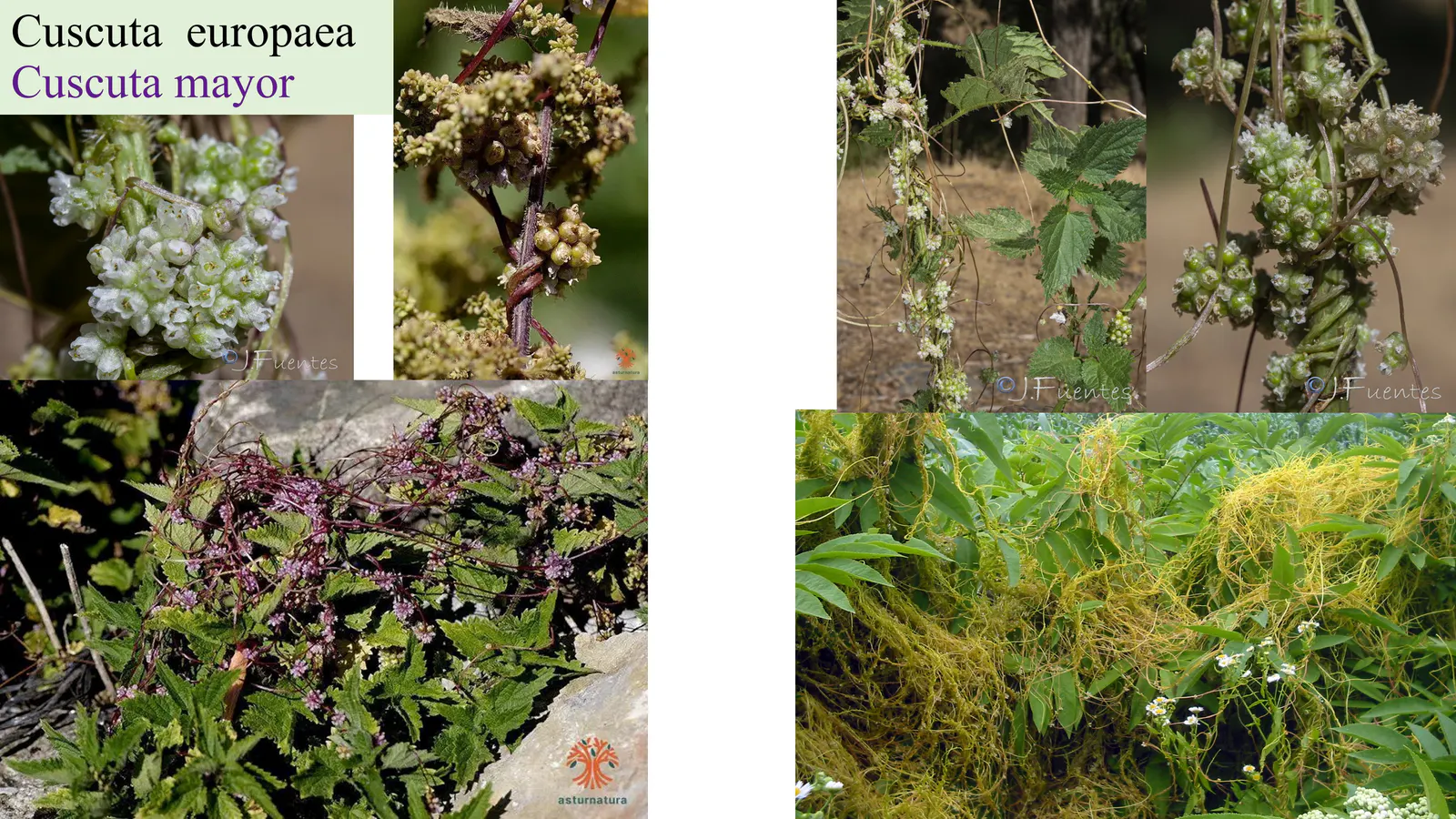 Cuscuta europaea