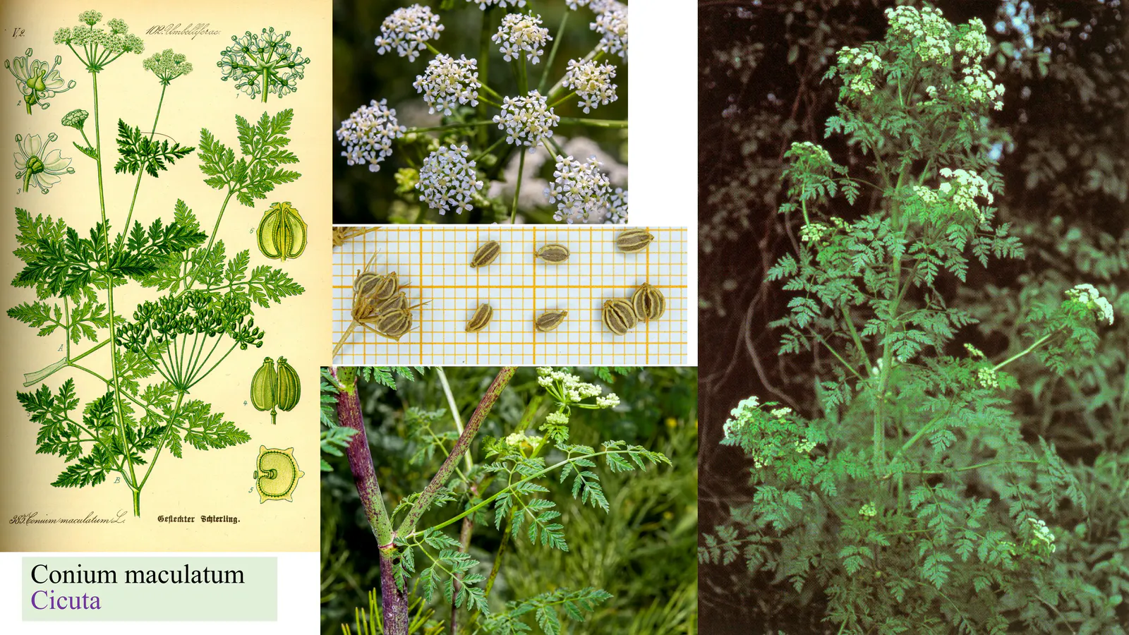 Conium maculatum