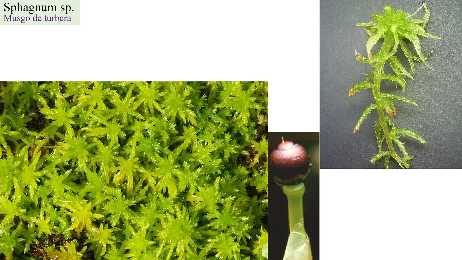 Sphagnum sp.