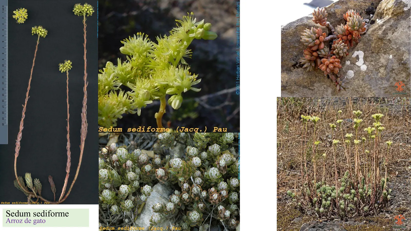 Sedum