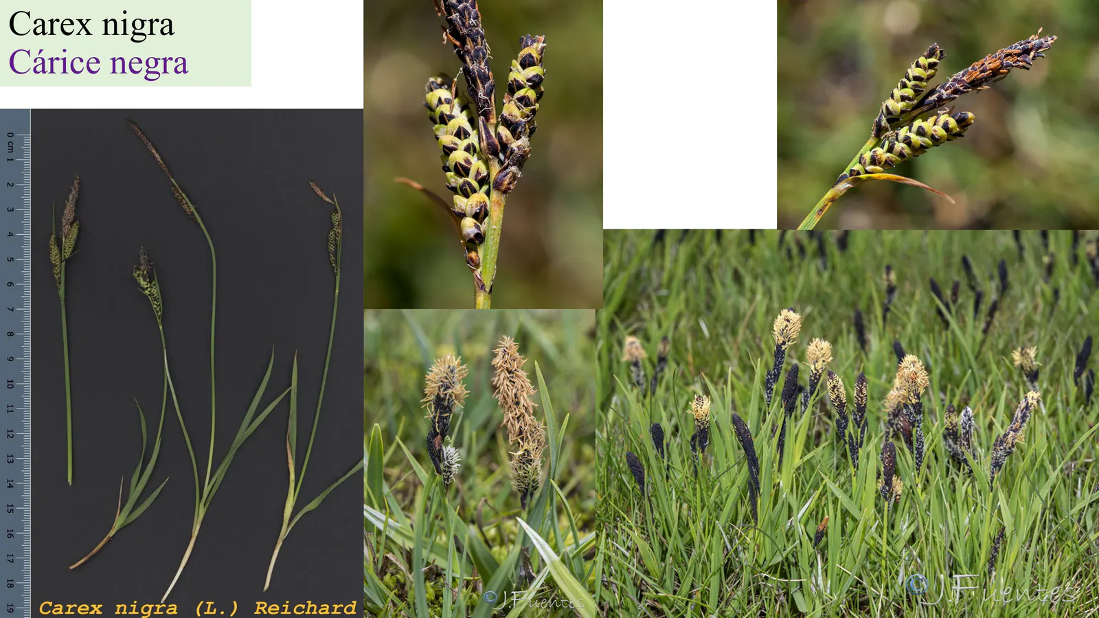 Carex nigra