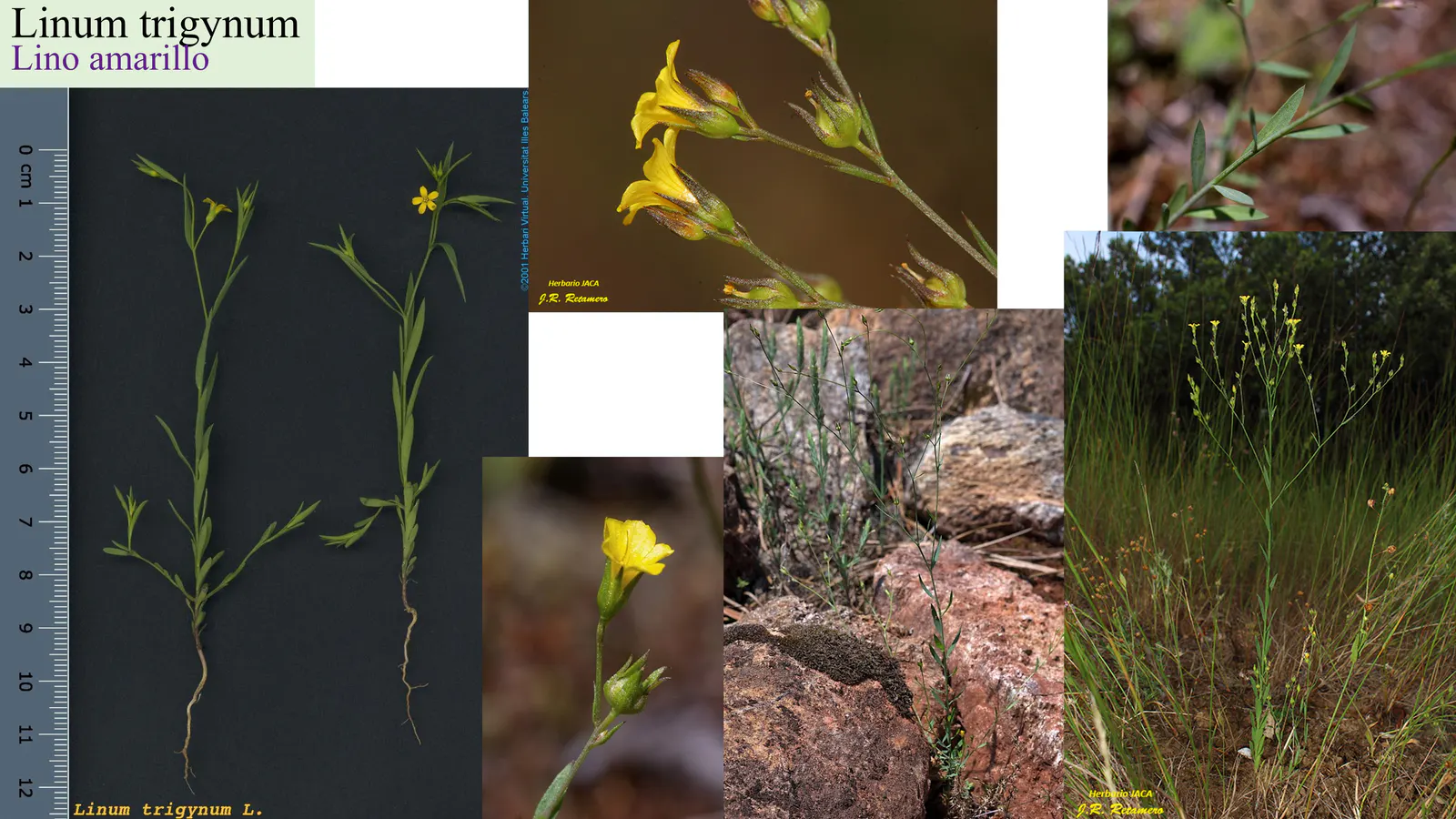 Linum trigynum