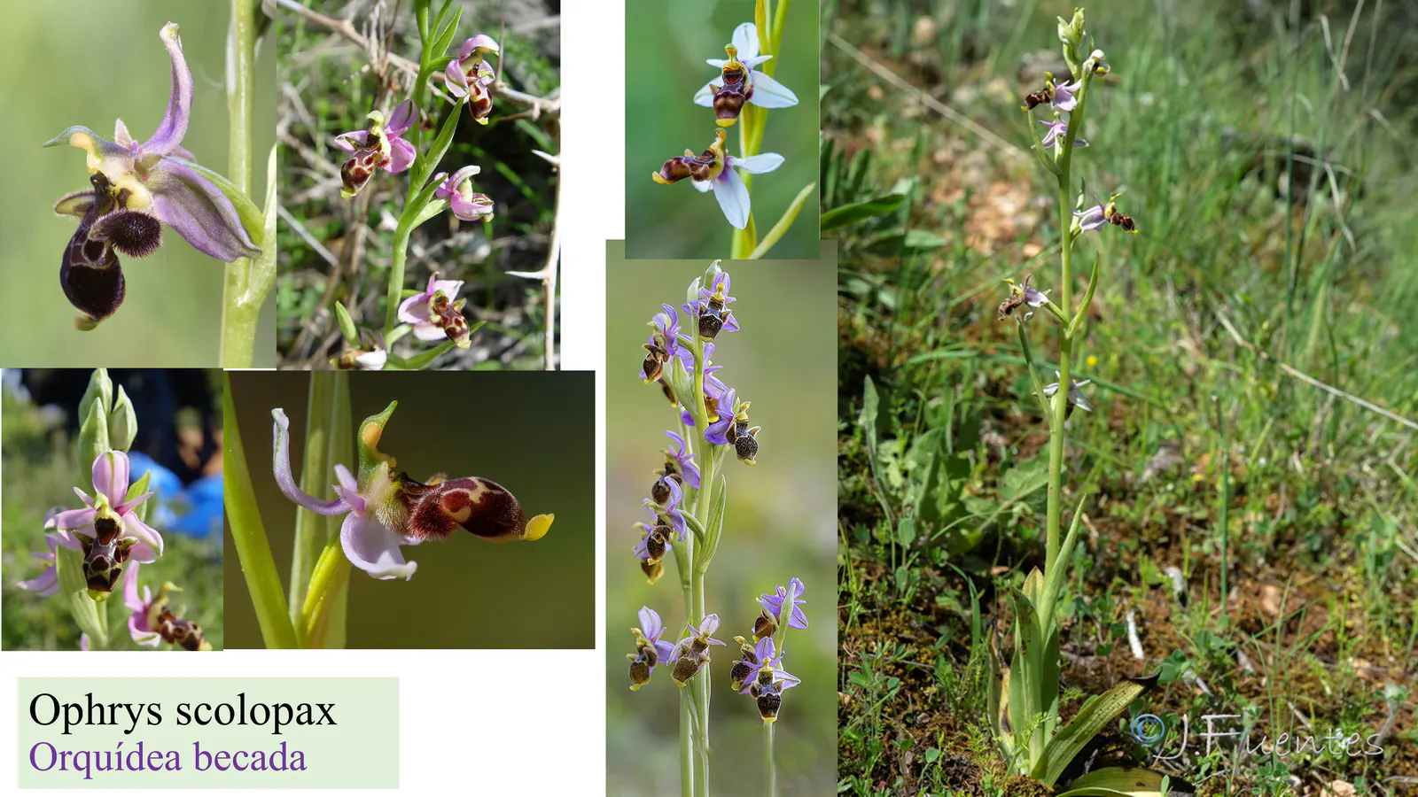 Ophrys scolopax
