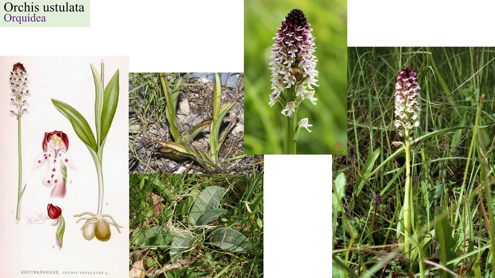 Orchis ustulata