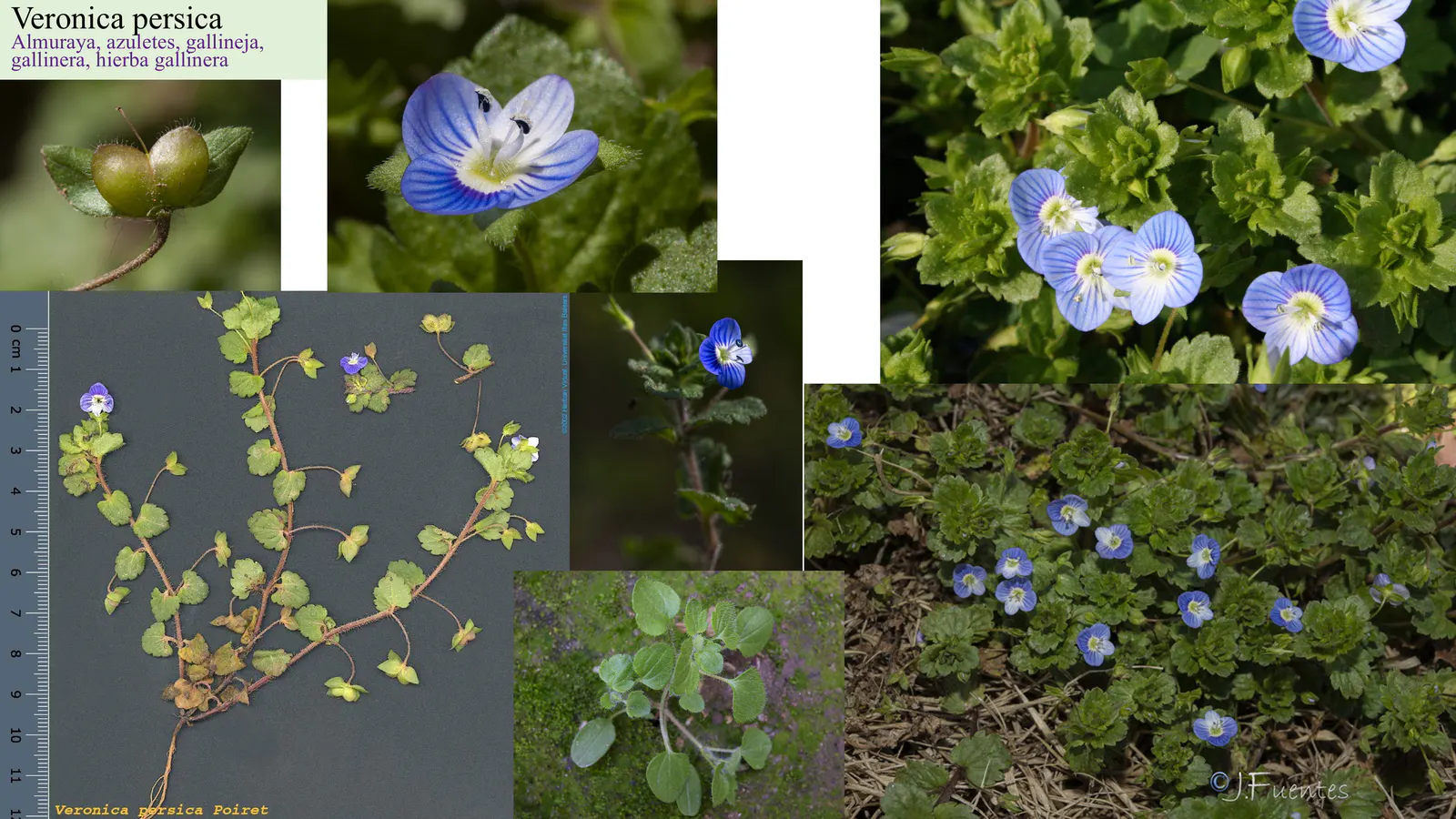 Veronica persica