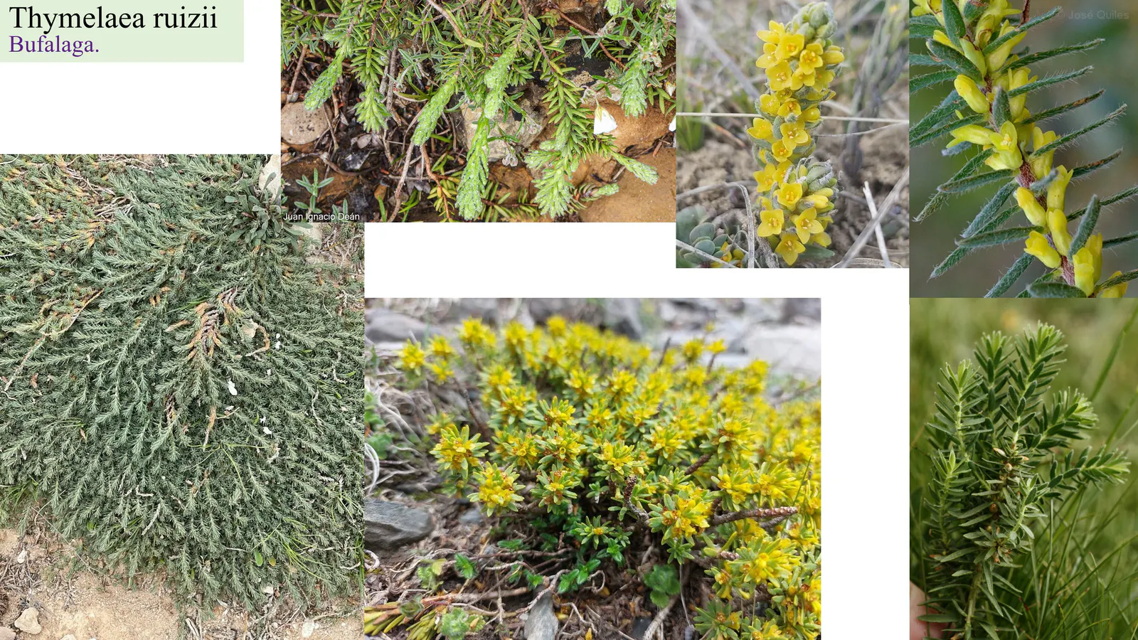 Thymelaea ruizii