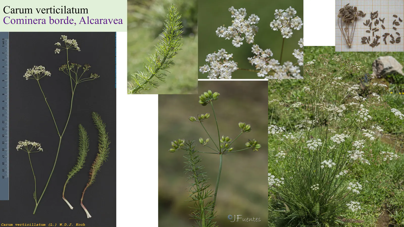 Carum verticillatum