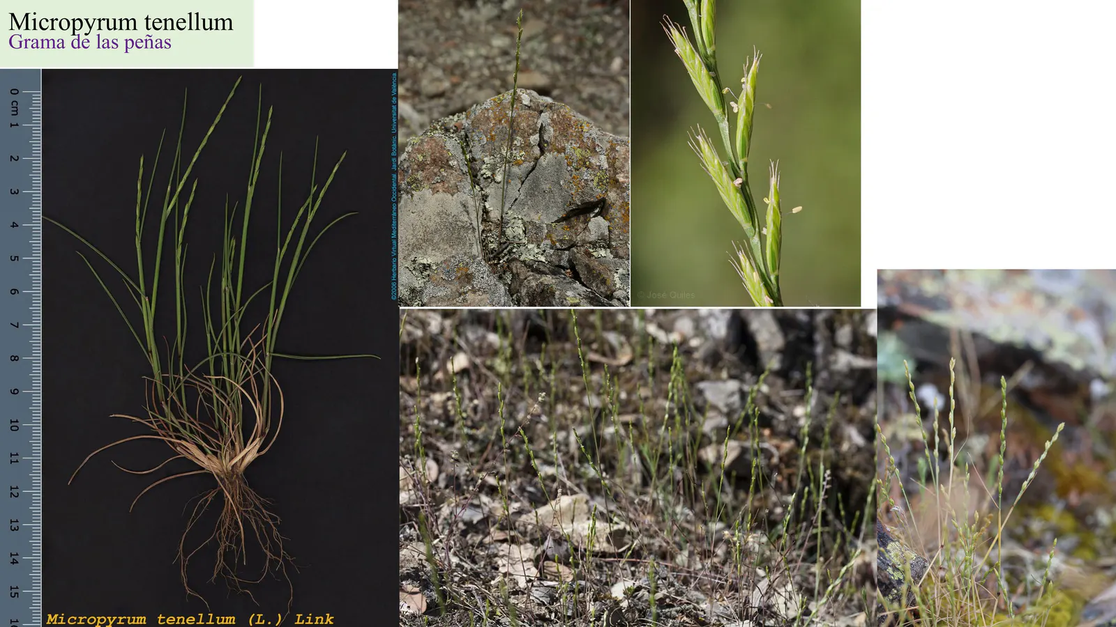 Micropyrum tenellum