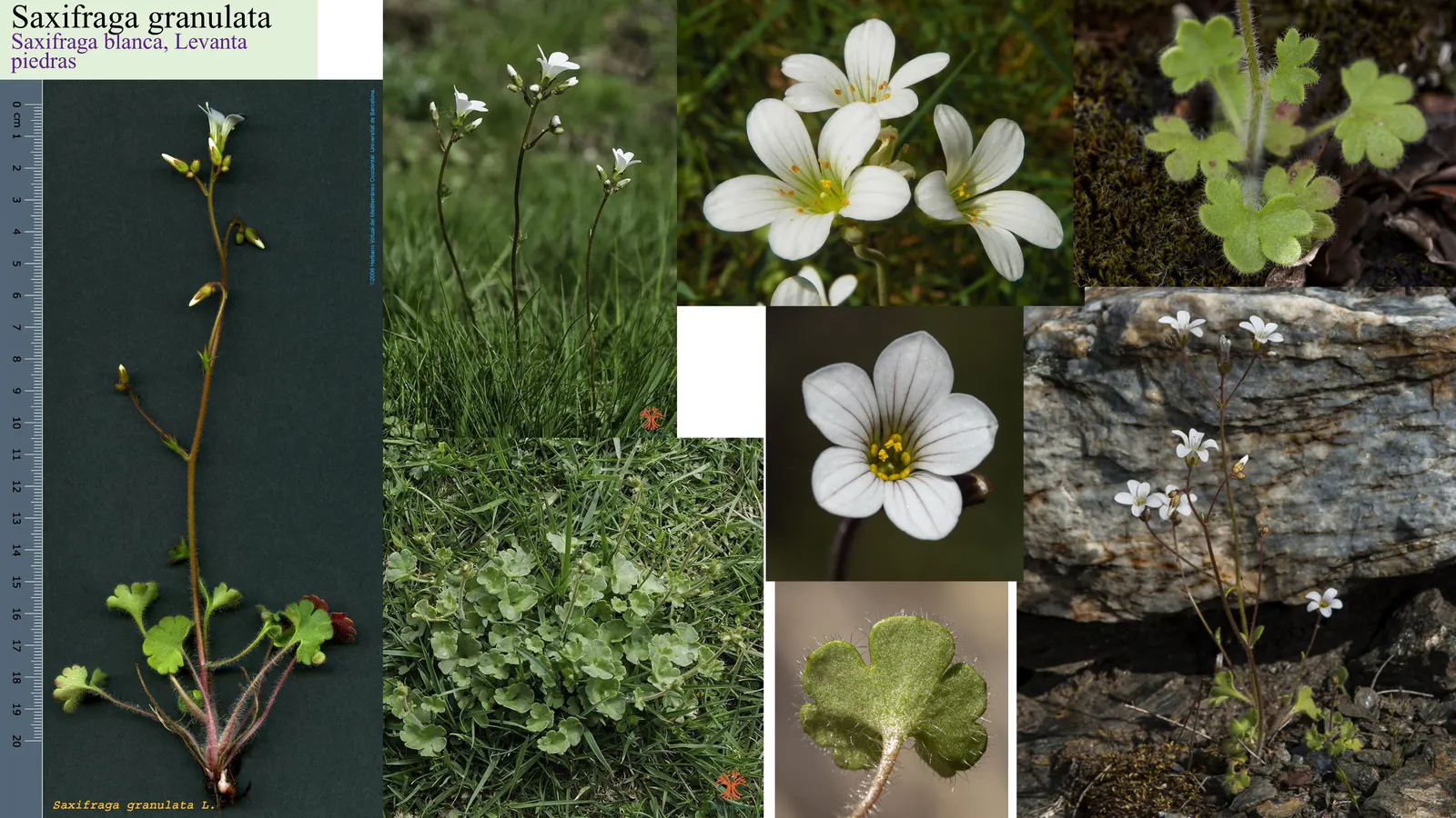 Saxifraga granulata