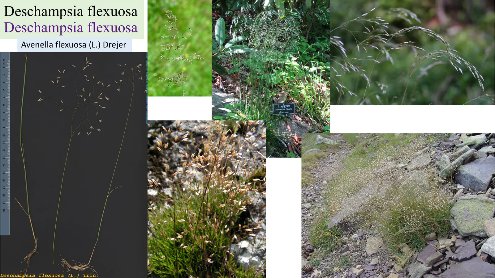 Deschampsia flexuosa
