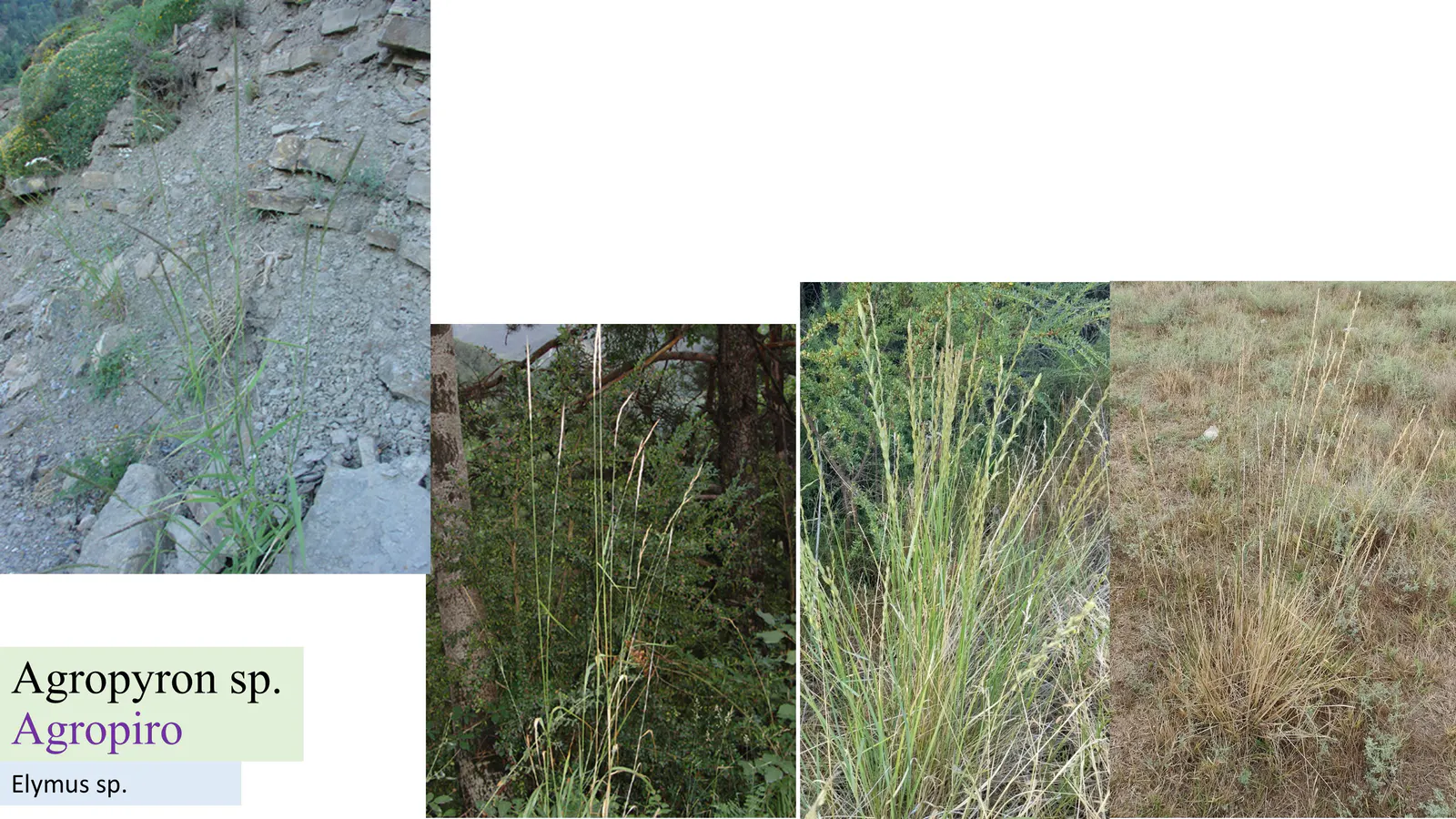 Agropyron sp.