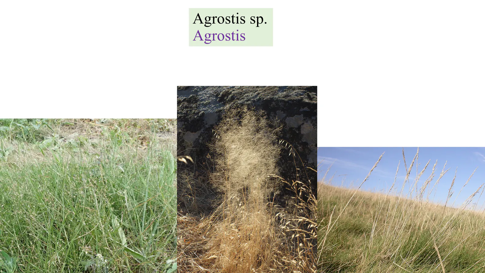 Agrostis sp.