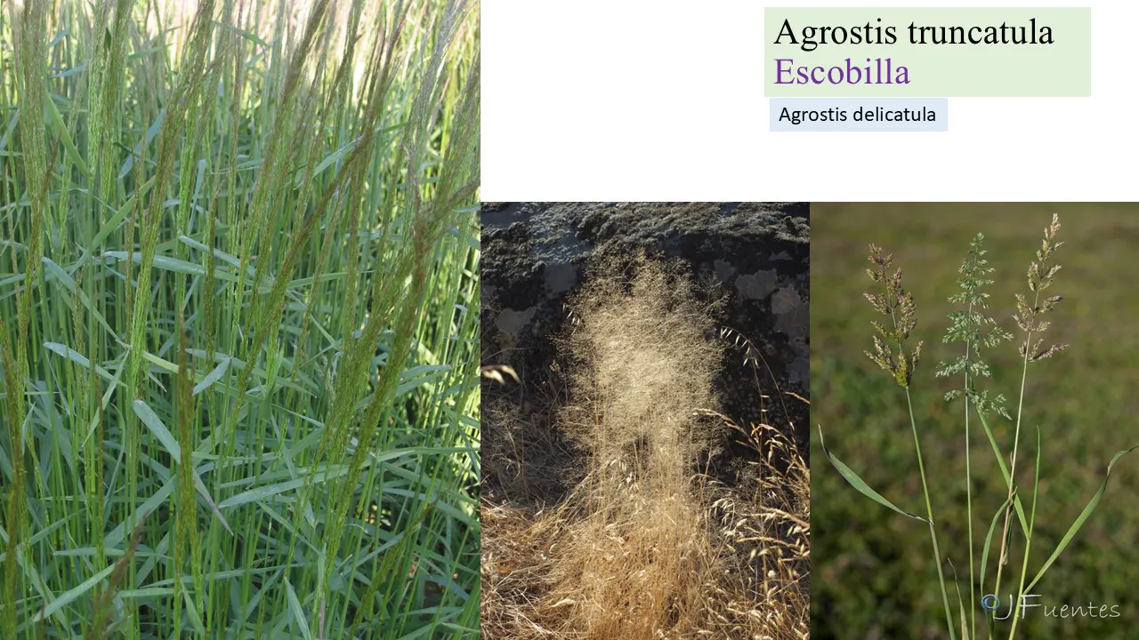 Agrostis truncatula
