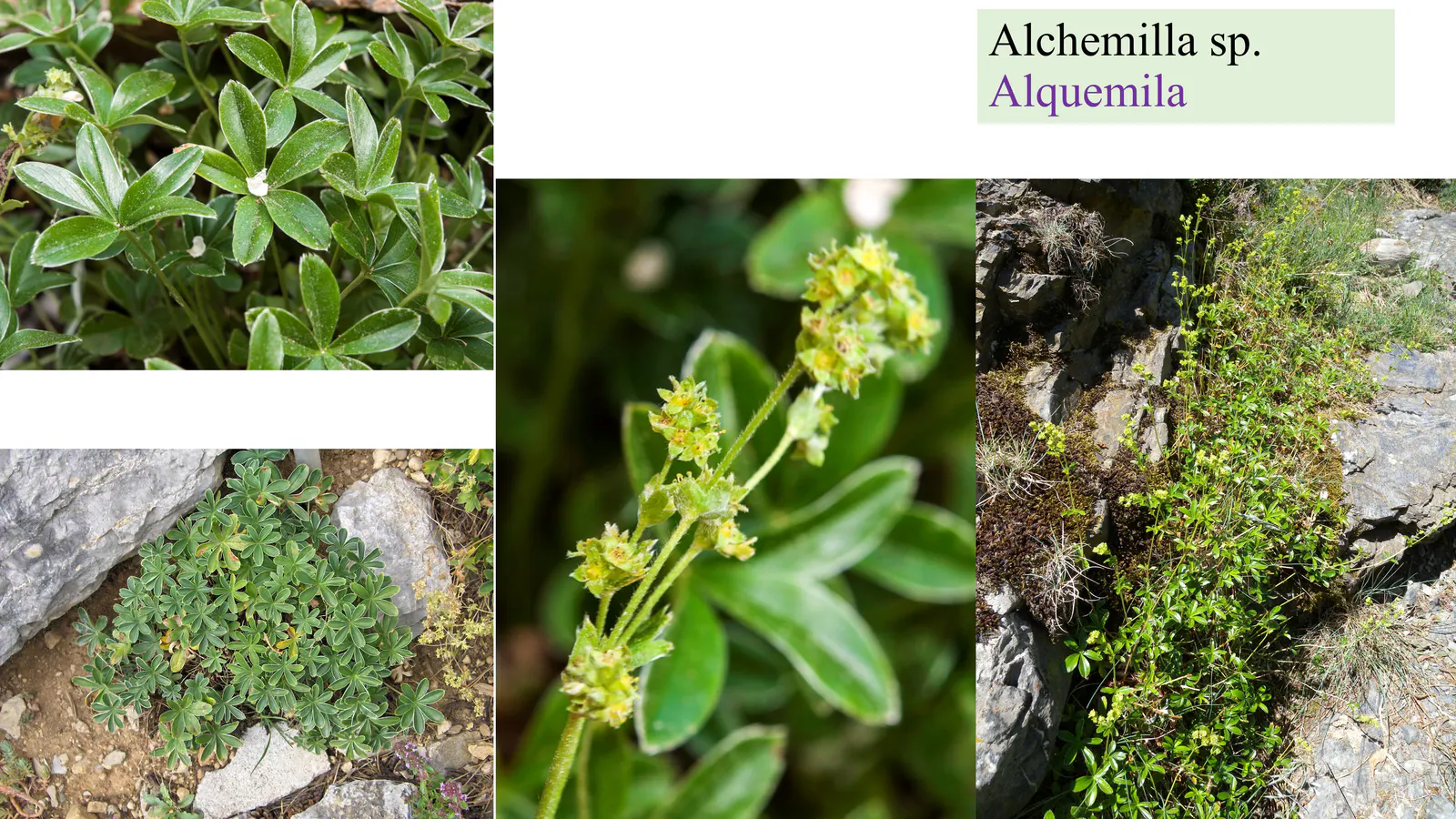 Alchemilla sp.