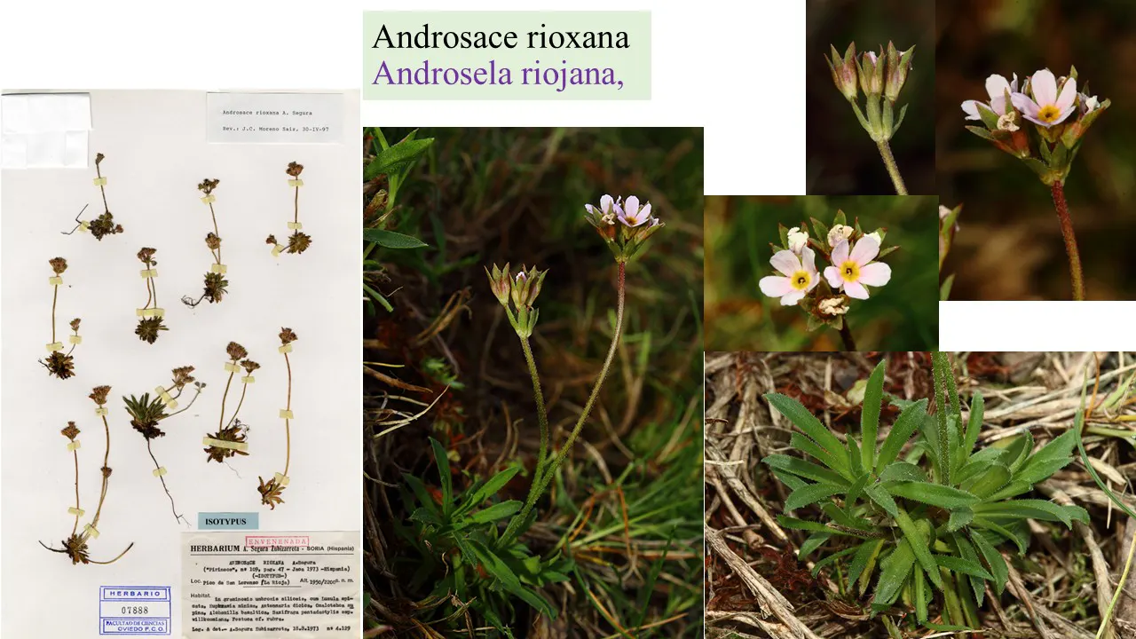 Androsace rioxana