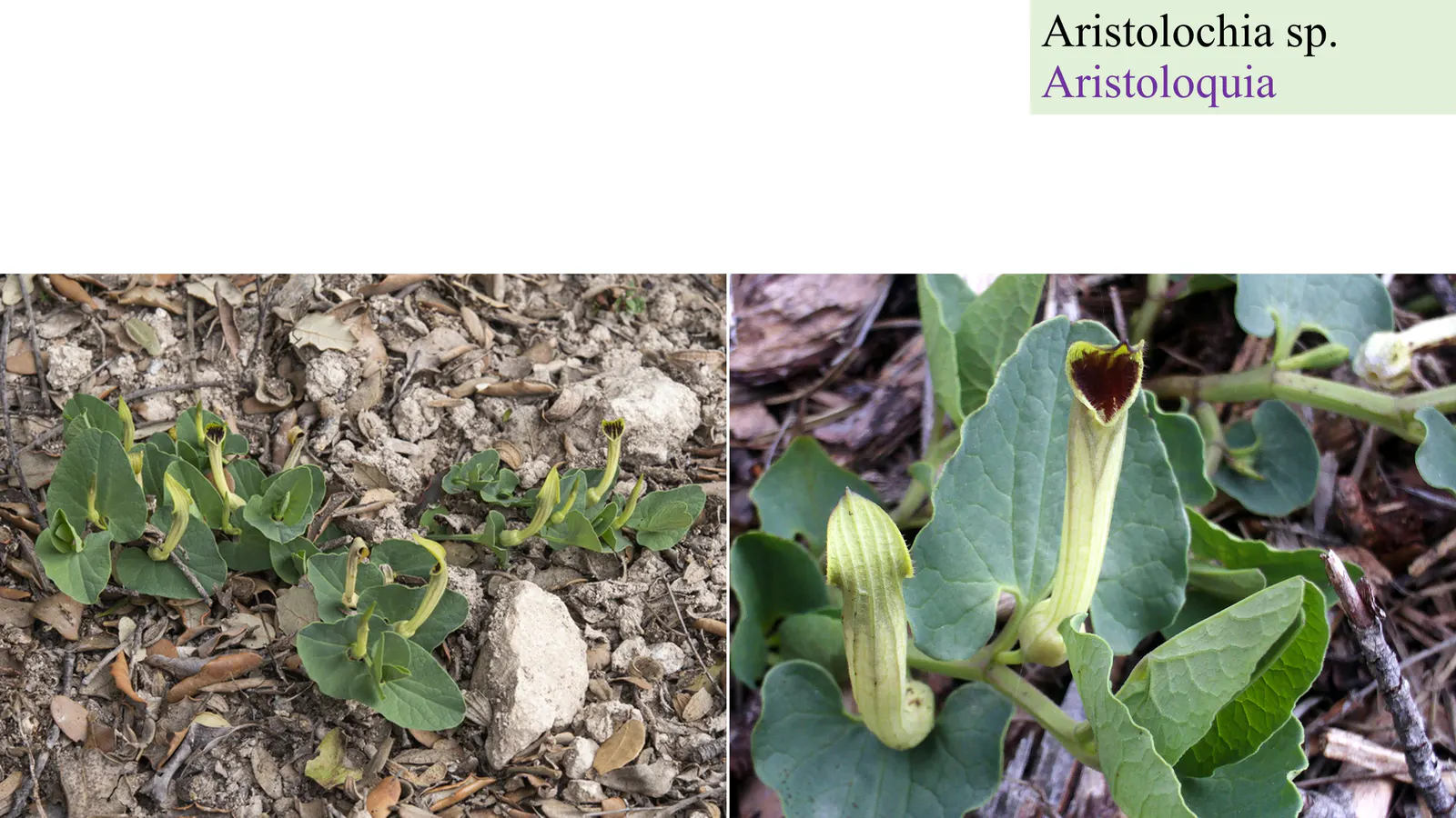 Aristolochia sp.
