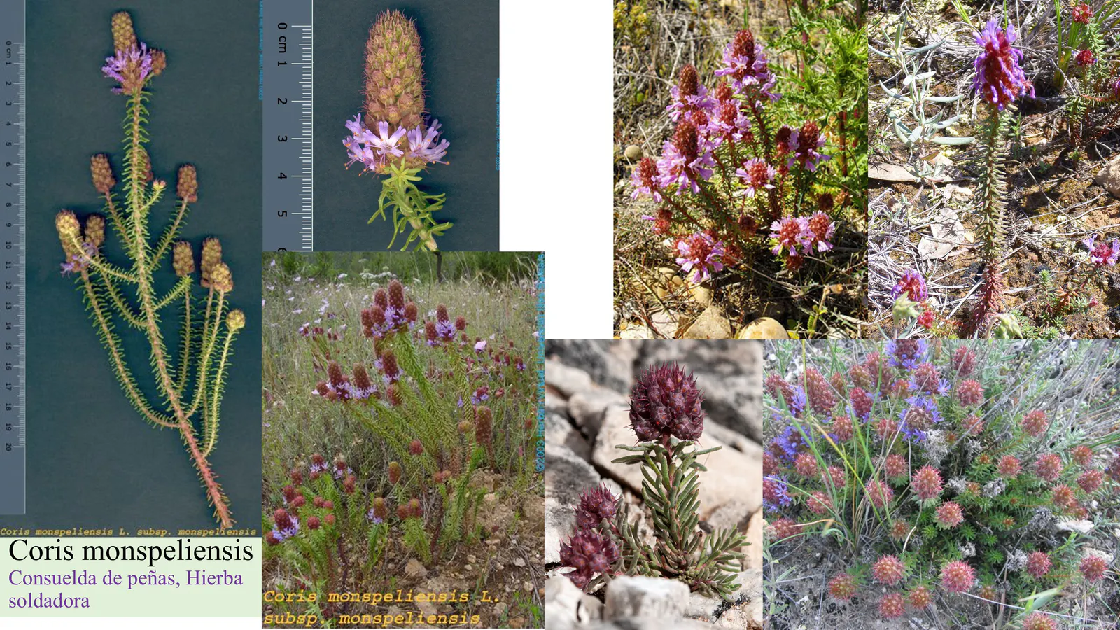 Coris monspeliensis