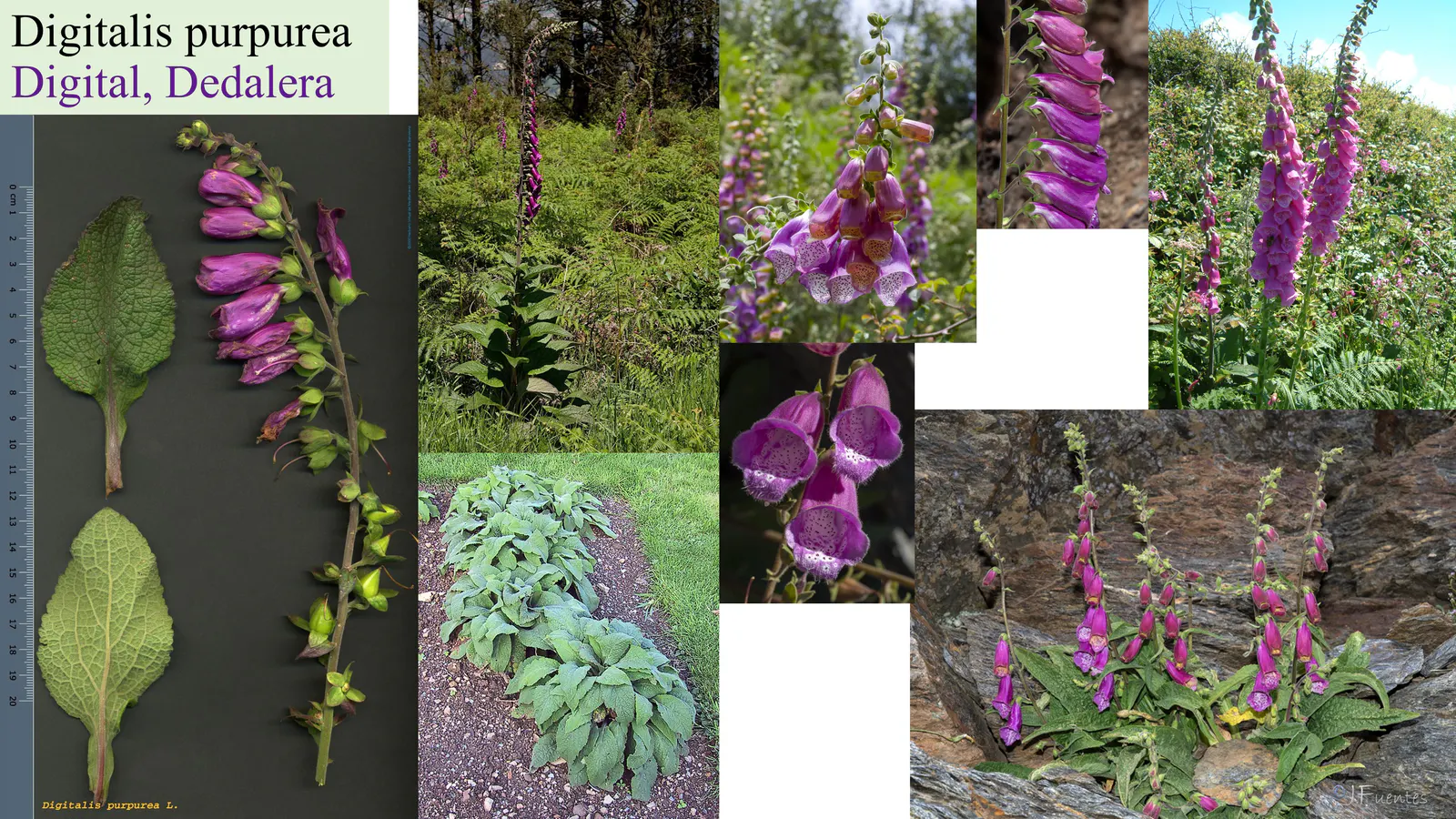 Plantaginaceae