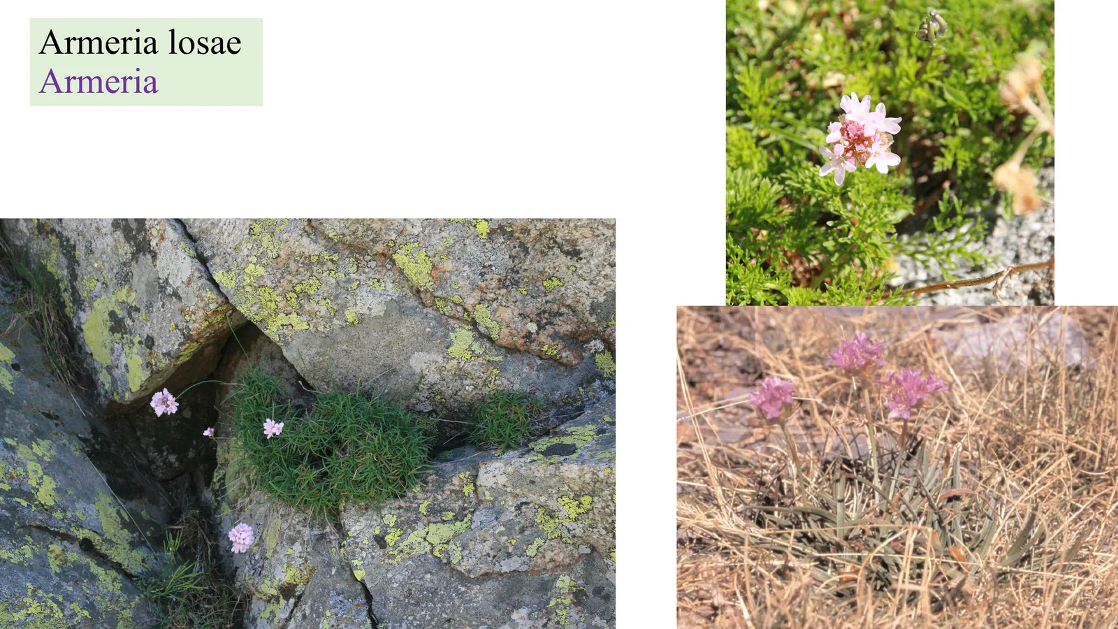 Armeria losae
