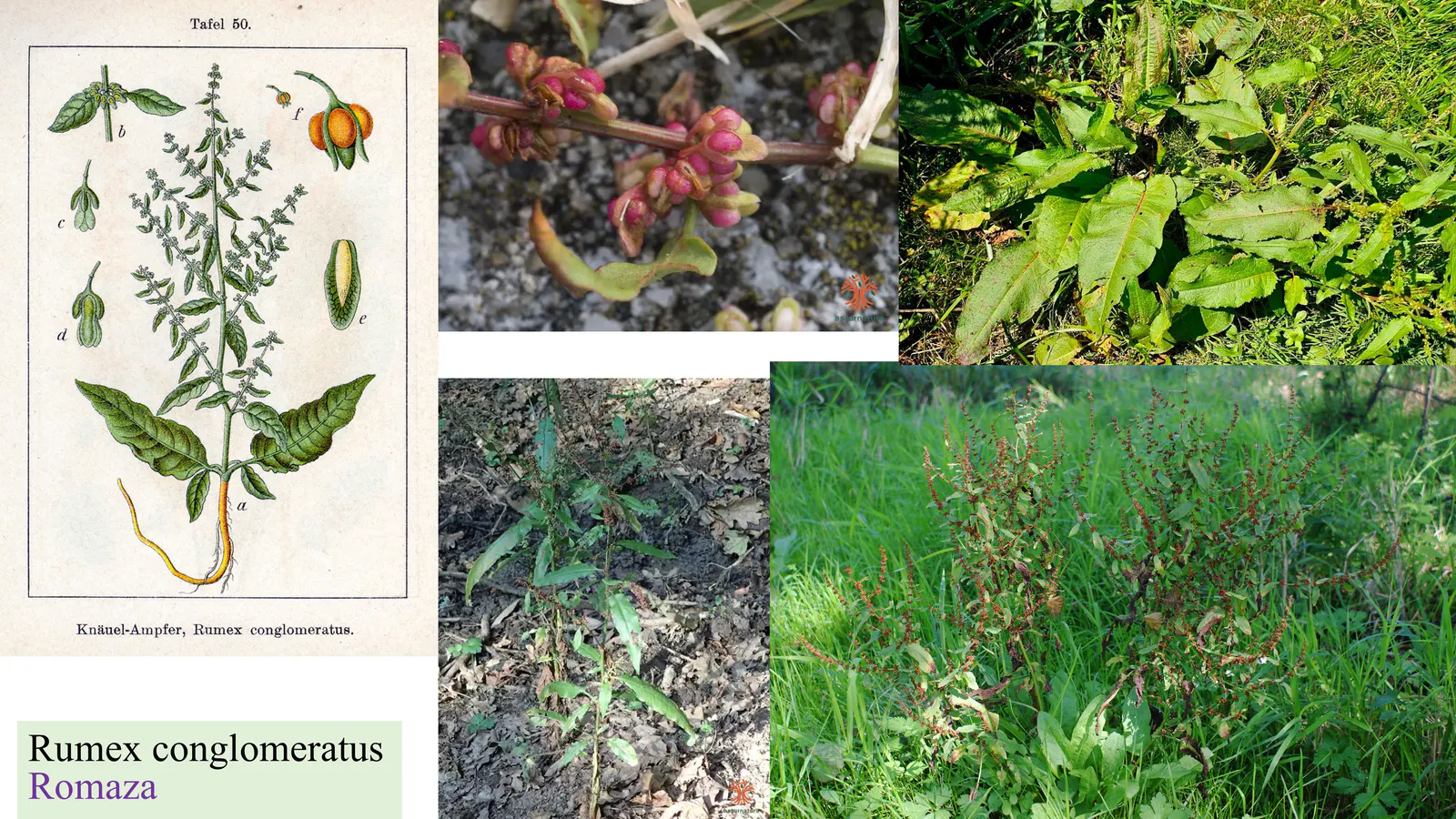 Rumex conglomeratus
