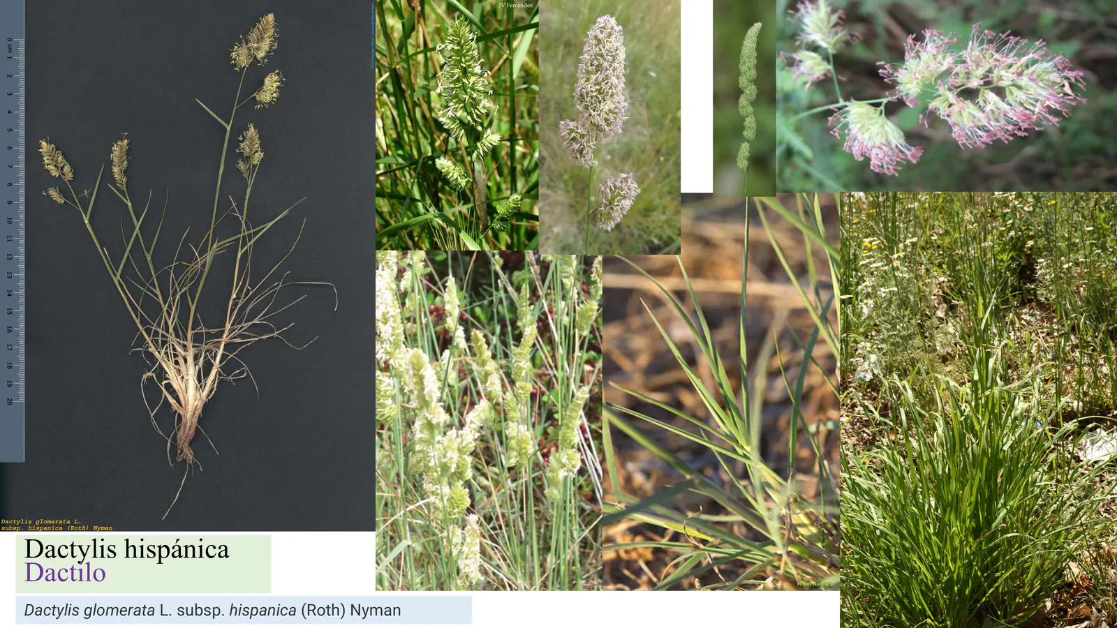 Dactylis hispanica