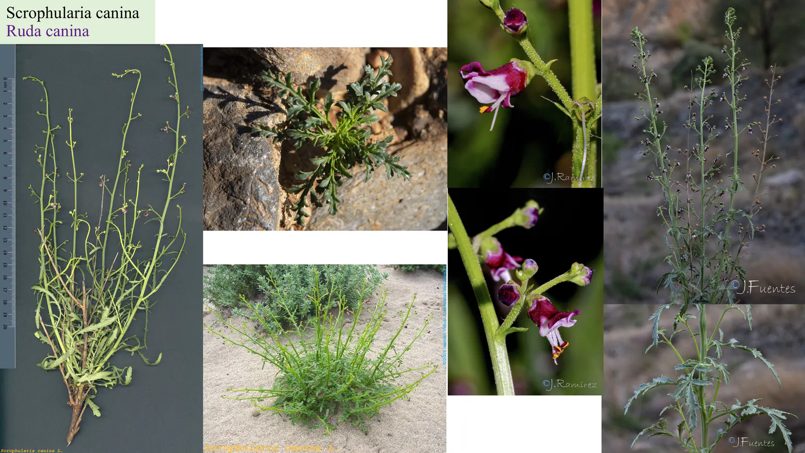 Scrophularia canina