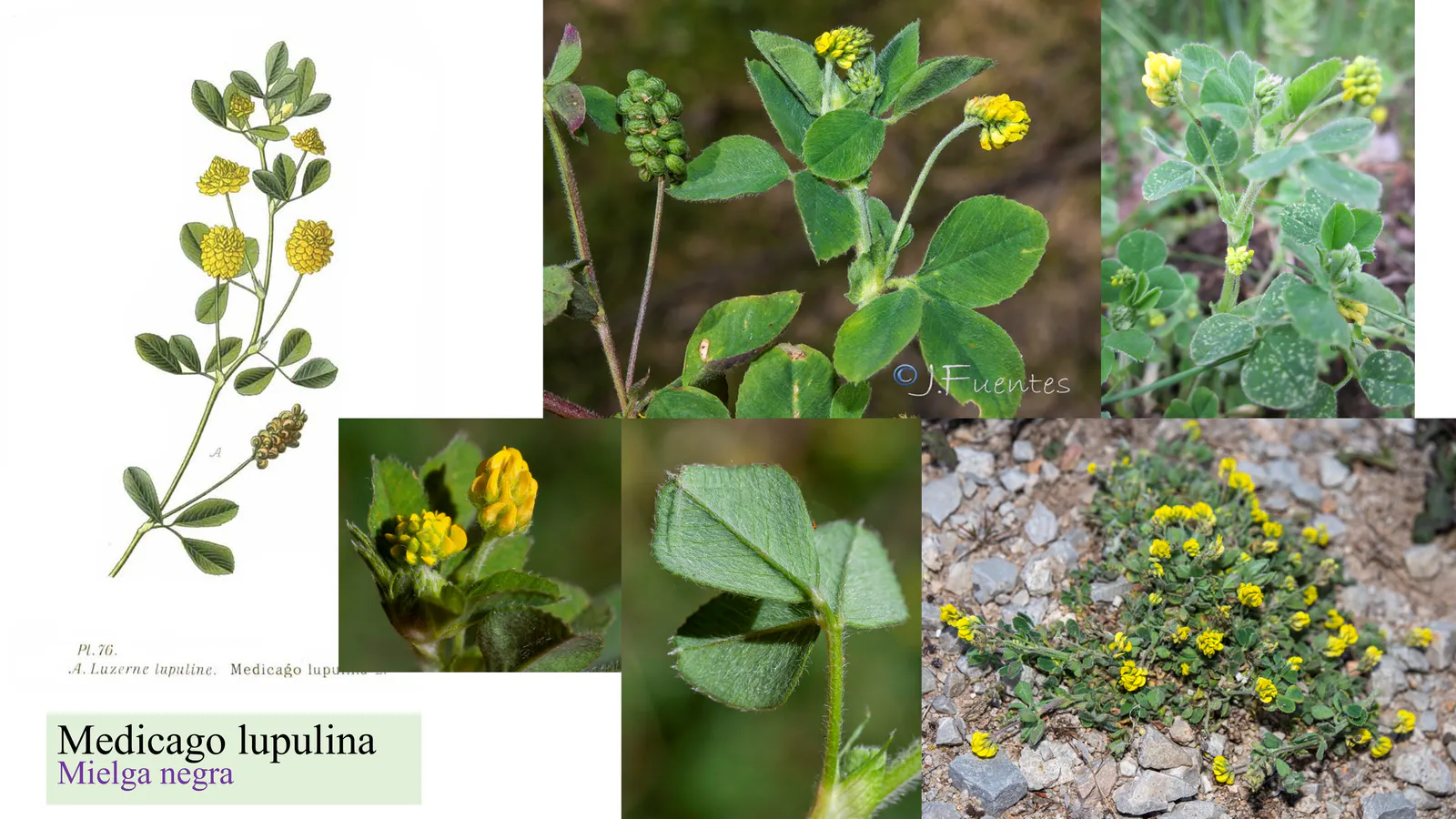 Medicago lupulina