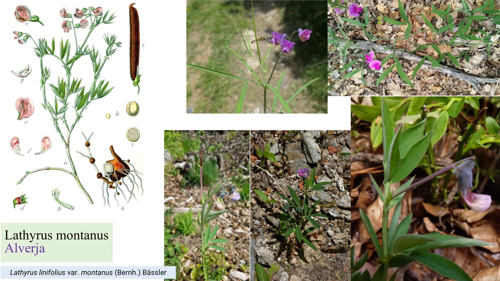 Lathyrus linifolius