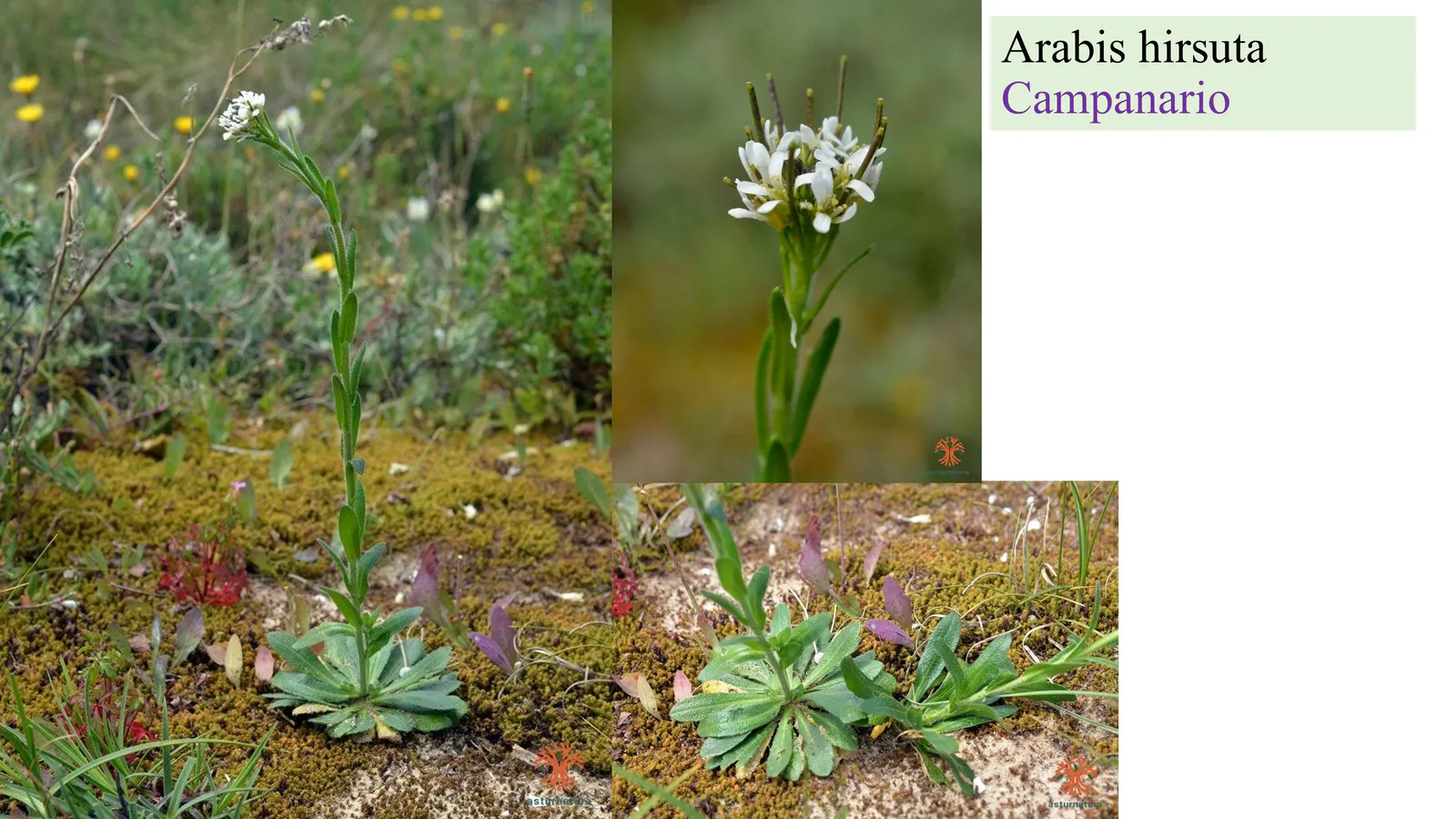 Arabis hirsuta