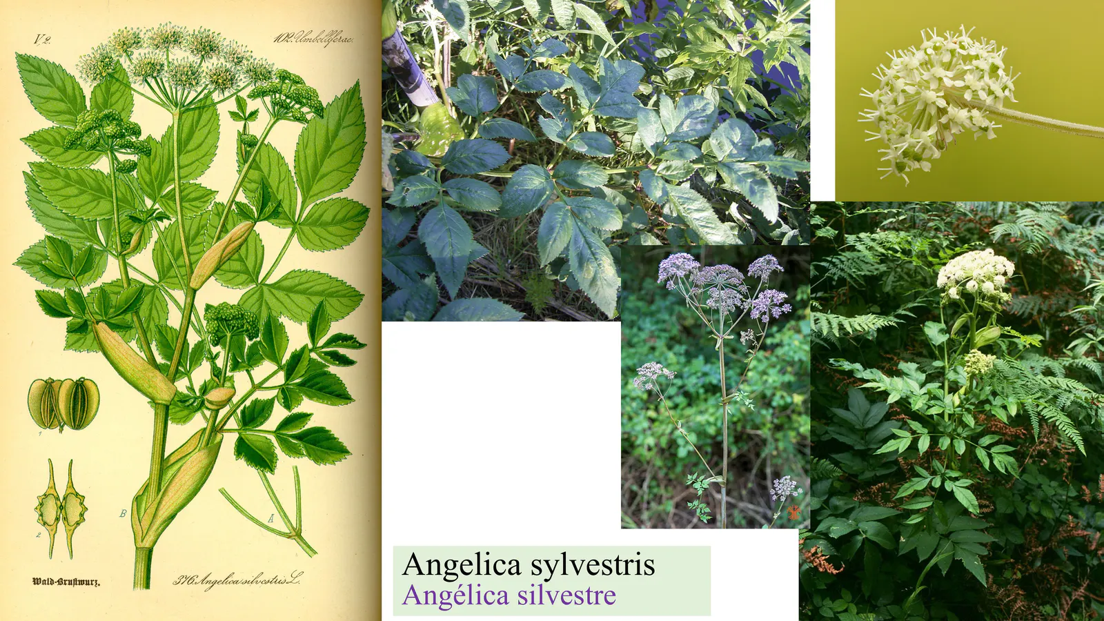 Apiaceae