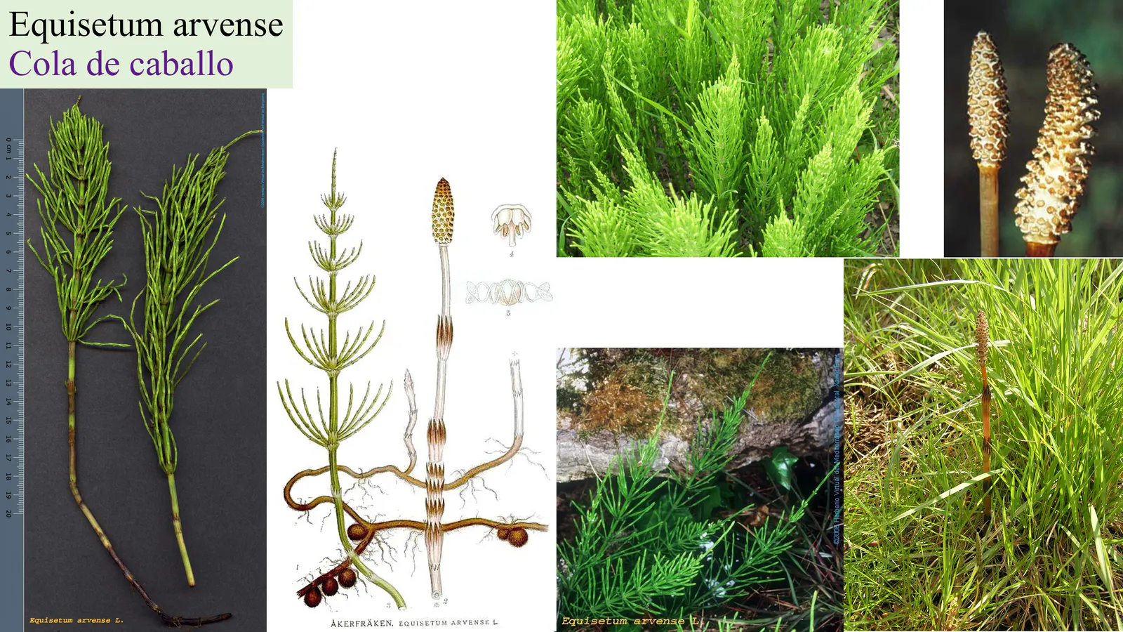 Equisetum arvense