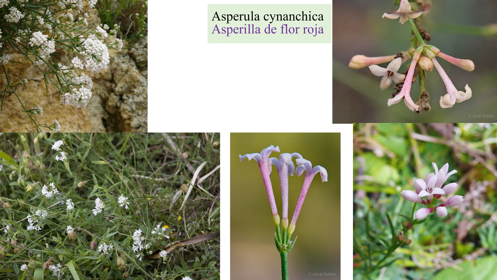 Asperula cynanchica
