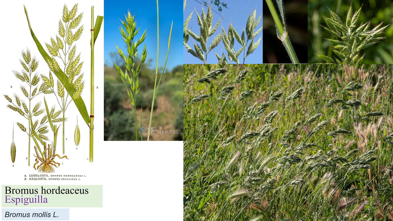 Bromus hordeaceus
