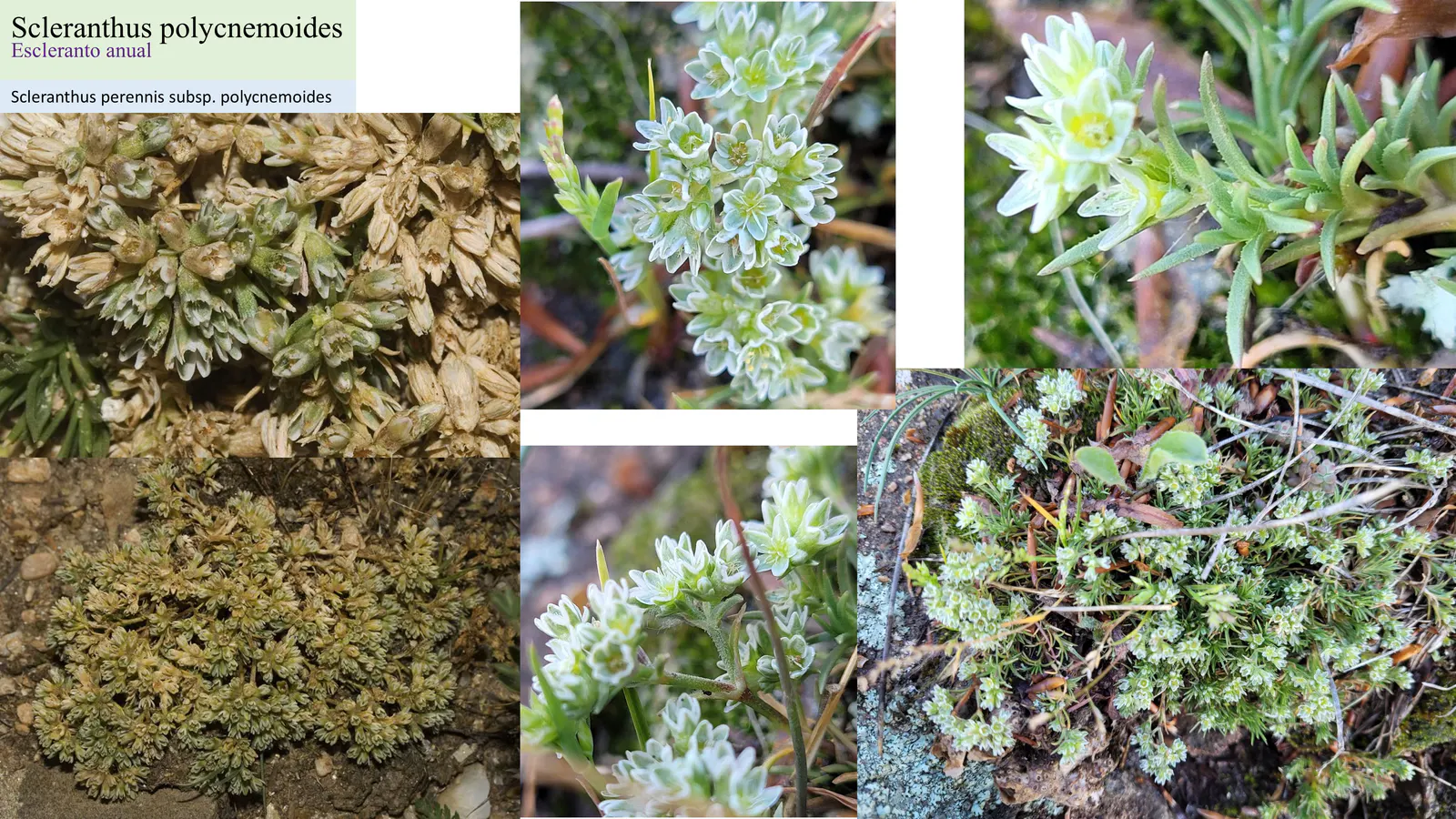 Scleranthus polycnemoides