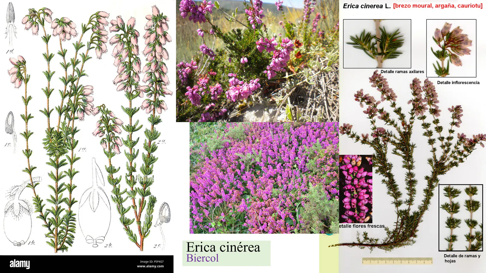 Erica cinerea