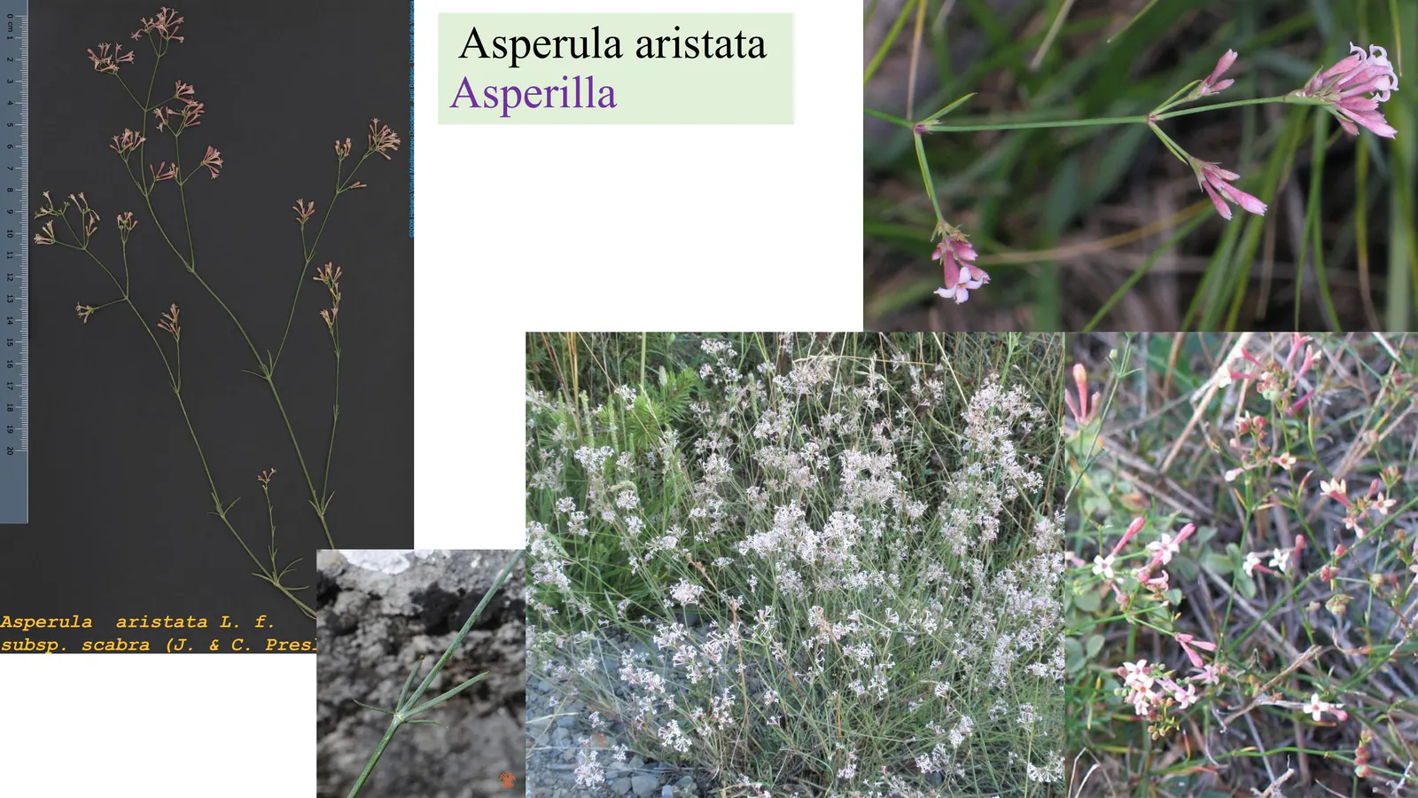 Asperula aristata