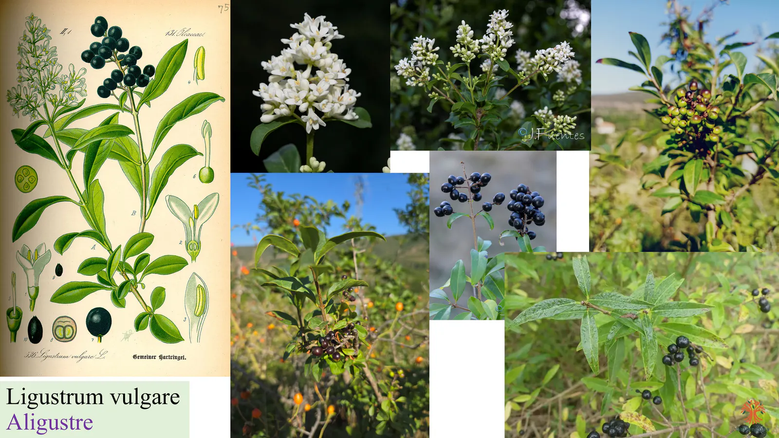 Ligustrum vulgare