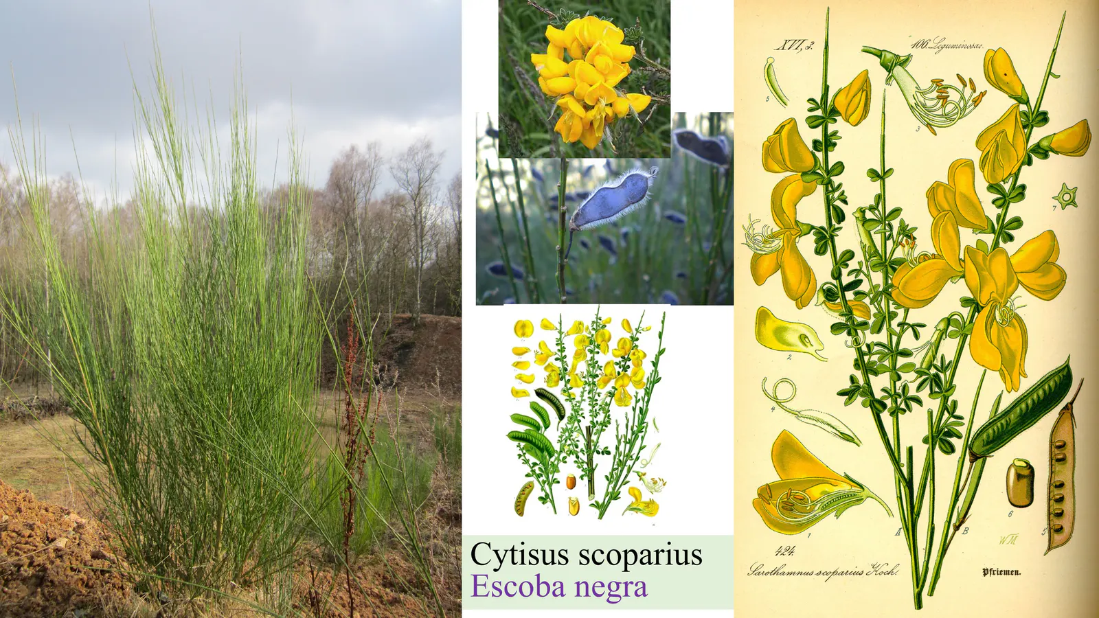 Cytisus scoparius